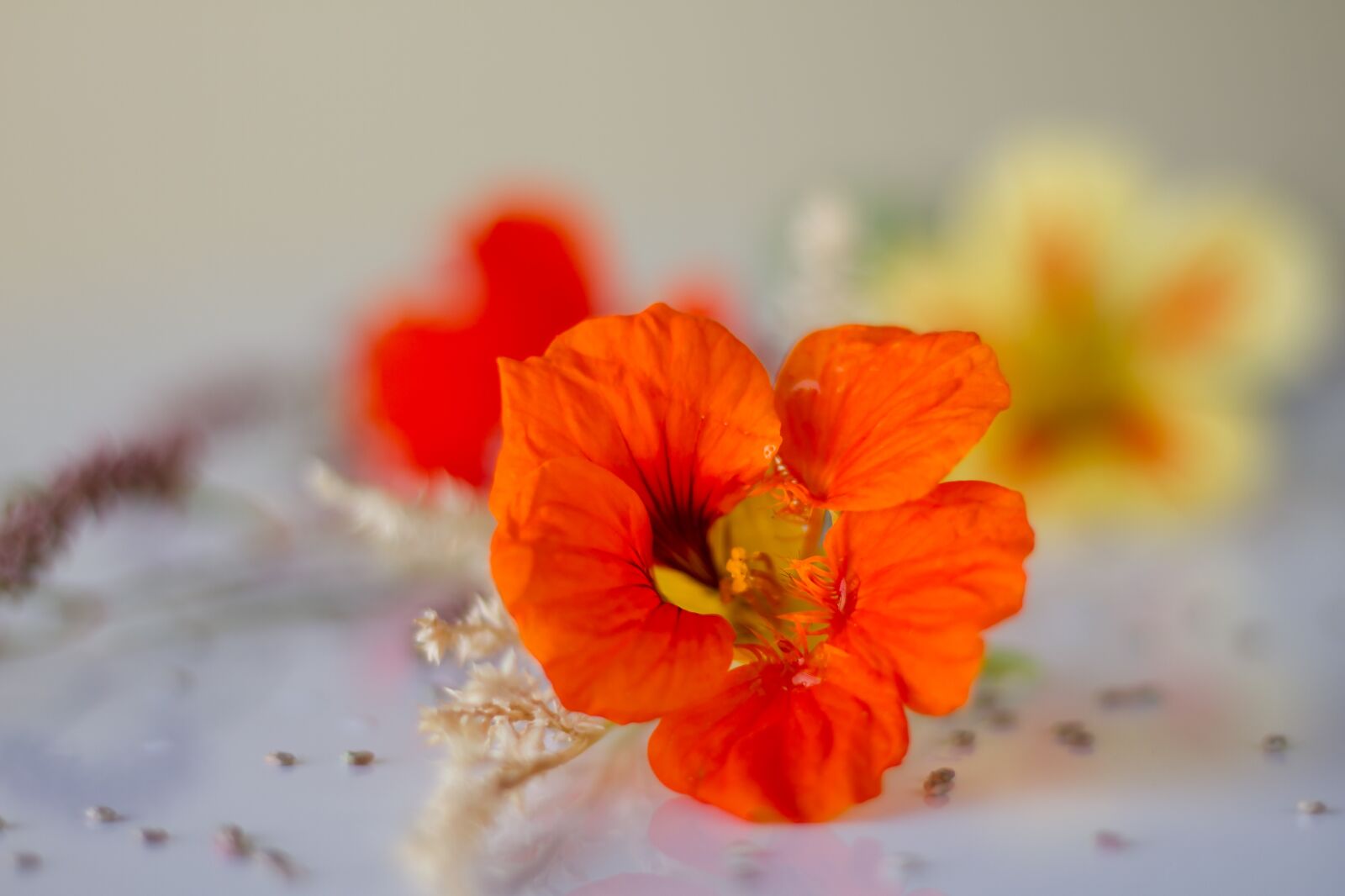 Canon EOS 7D sample photo. Wild flower, tender, flower photography
