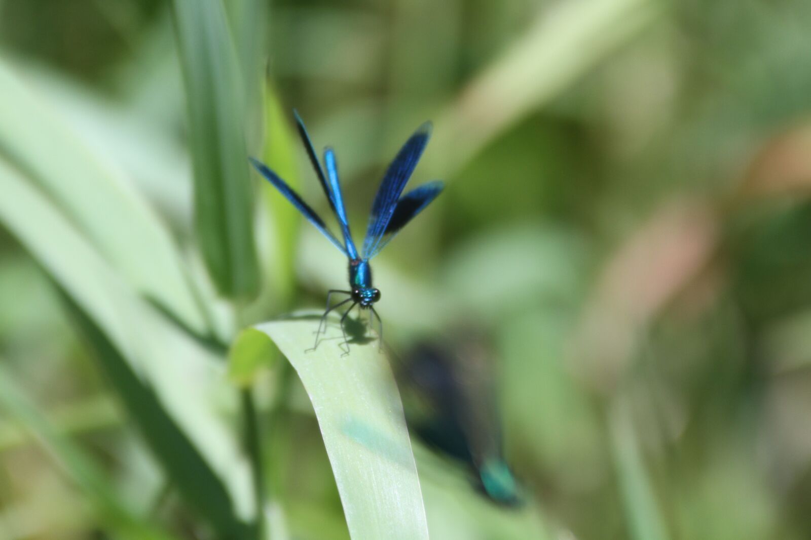 Canon EOS 7D sample photo. Nature, dragon-fly, insect photography