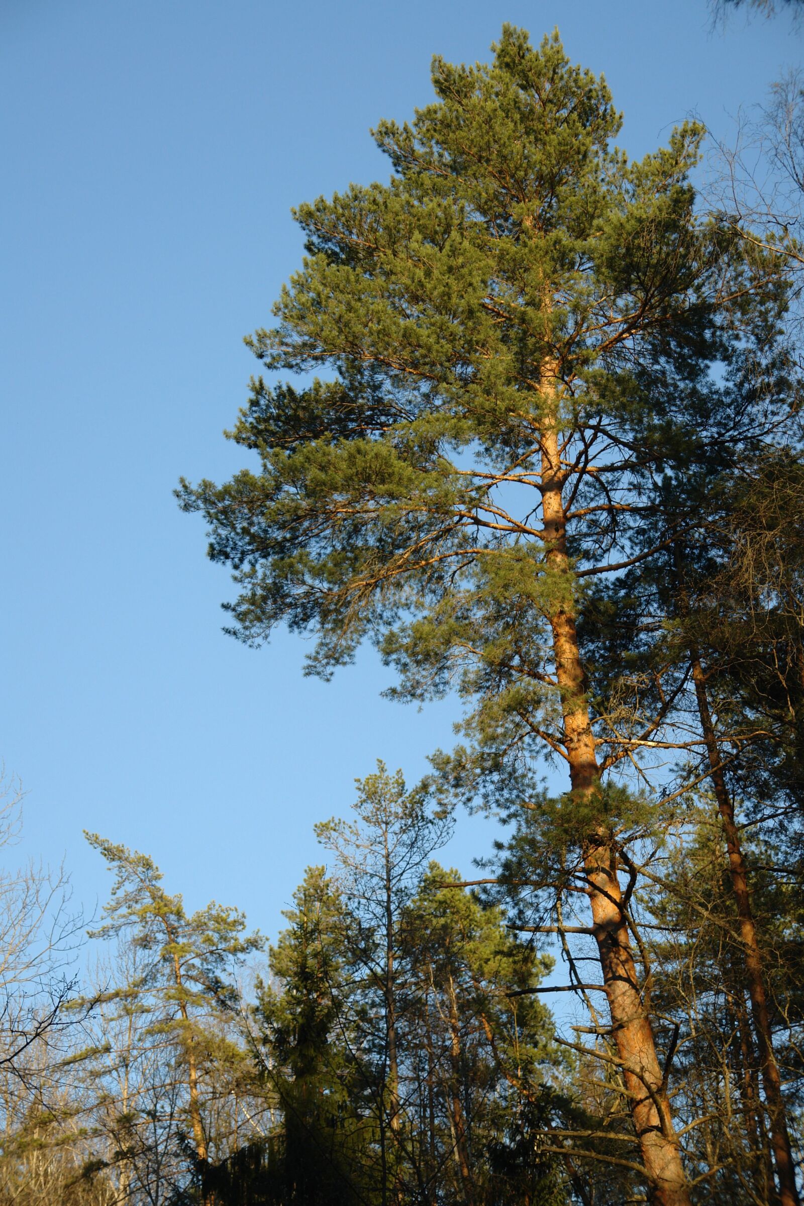 Sony DSC-R1 sample photo. Pine, sky, evening photography
