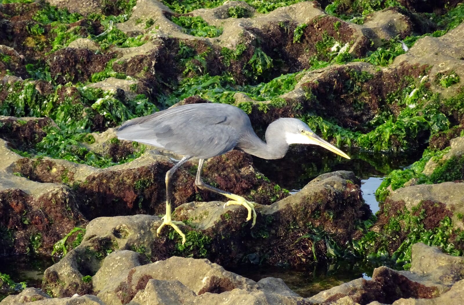 Sony Cyber-shot DSC-HX90V sample photo. Bird, wader, western reef photography