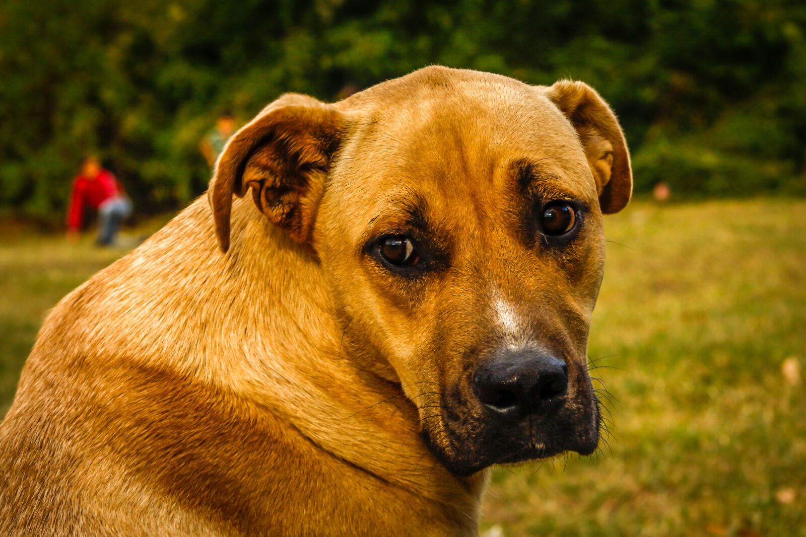Canon EF-S 17-85mm F4-5.6 IS USM sample photo. Dog, puppy, cute photography