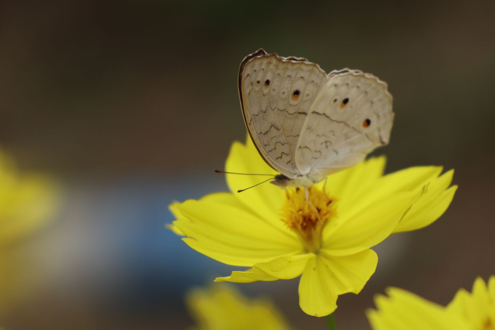 Canon EOS M6 sample photo. Dot butterfly and yellow photography