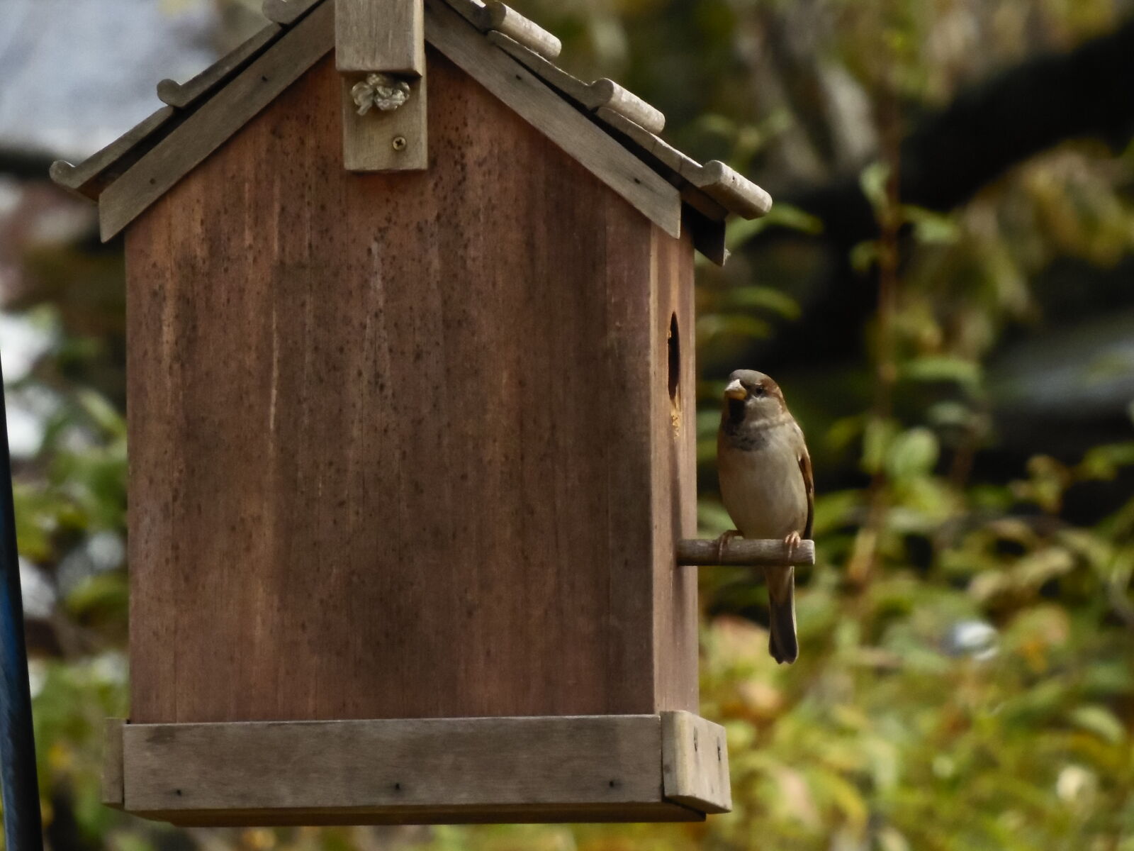 Samsung WB2200F sample photo. Bird, bird, house, nature photography