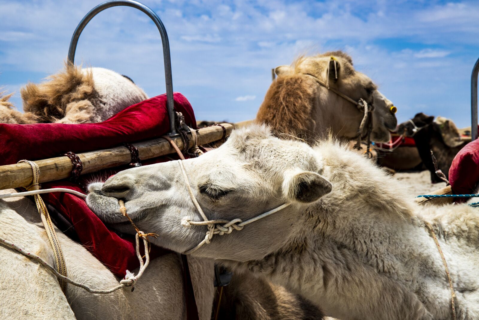 Canon EOS 6D Mark II sample photo. Camel, white, animal photography
