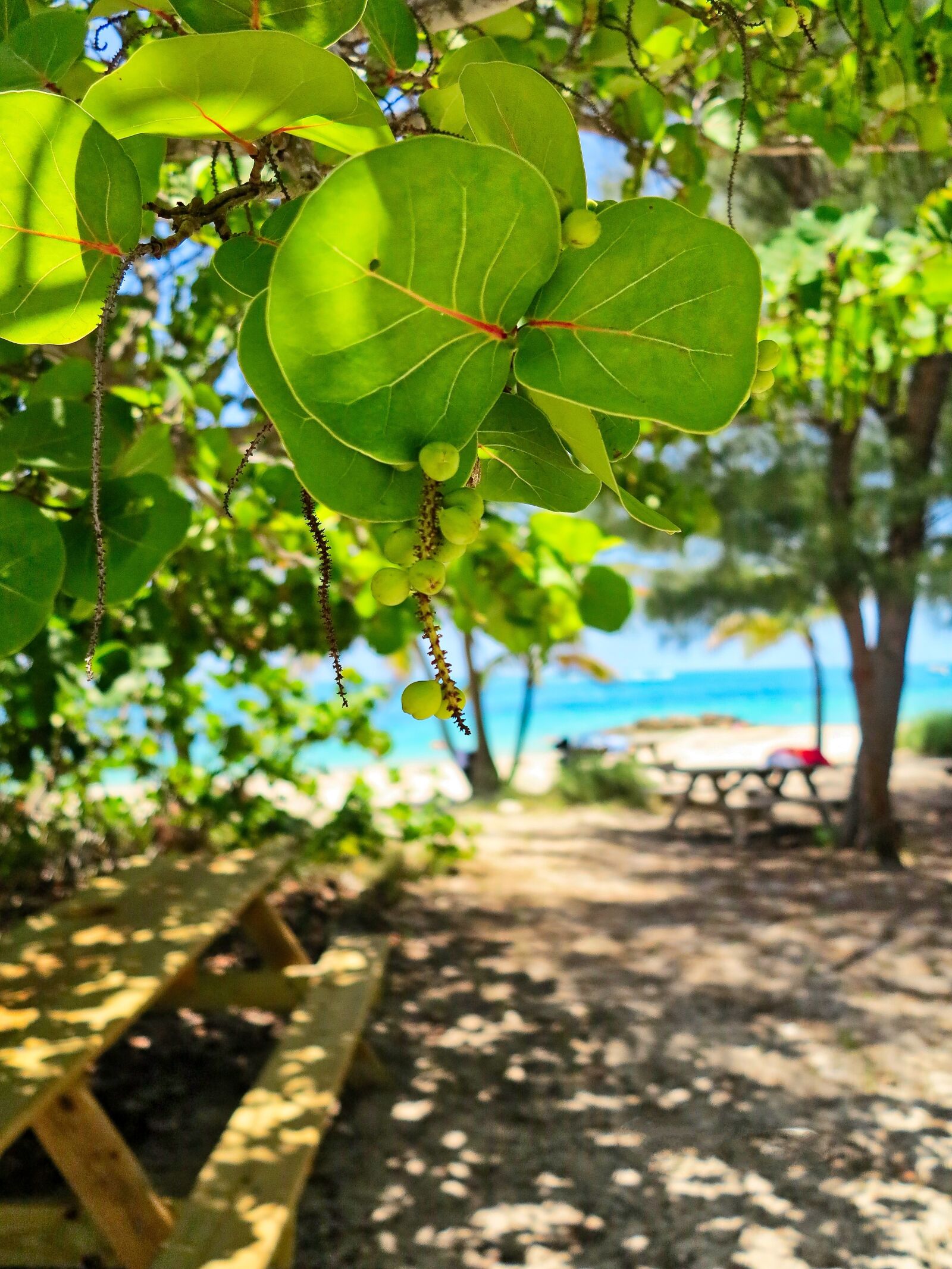 Canon PowerShot G1 X sample photo. Nature, beach, water photography