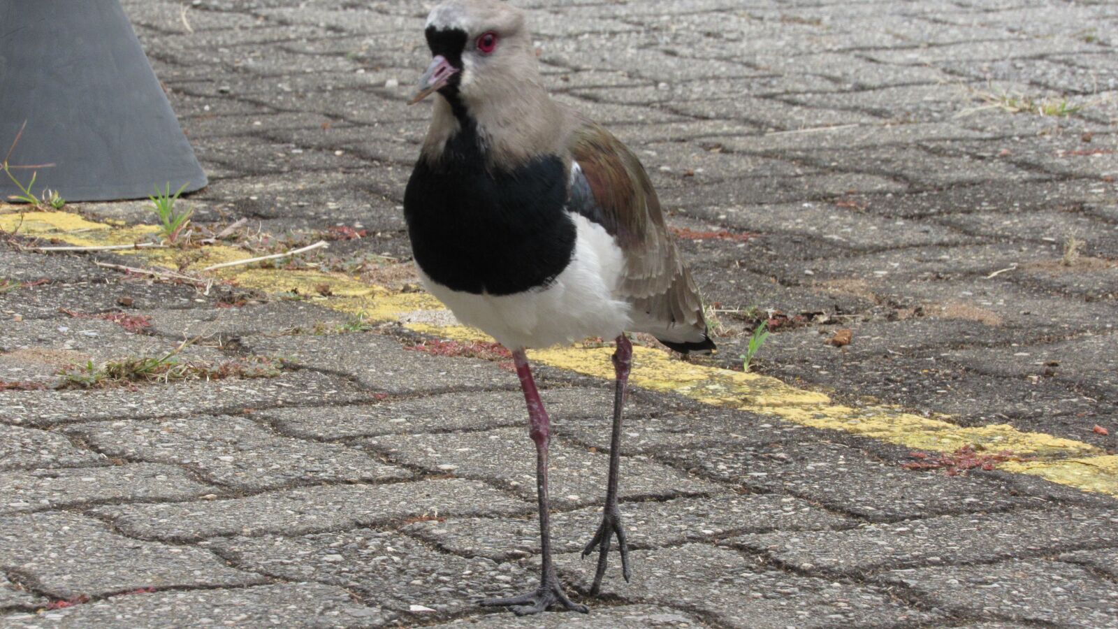 Canon PowerShot SX530 HS sample photo. Bird, quero-quero, pose photography