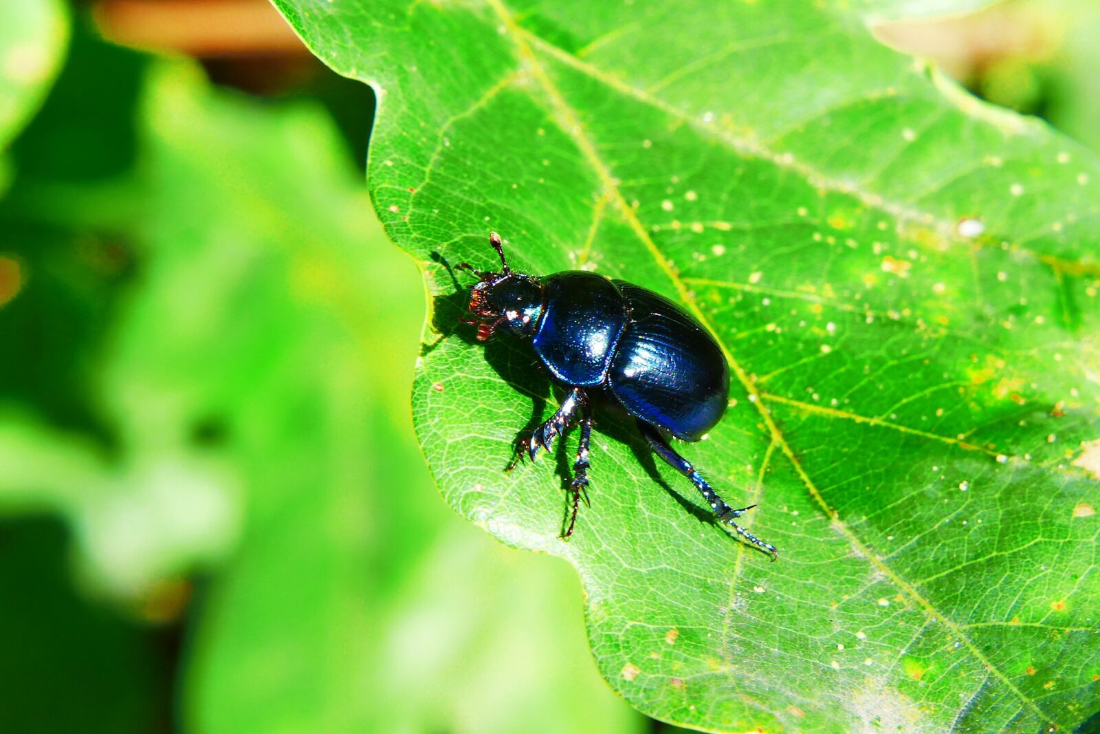 Panasonic Lumix DMC-FZ200 sample photo. Forest beetle, insect, the photography