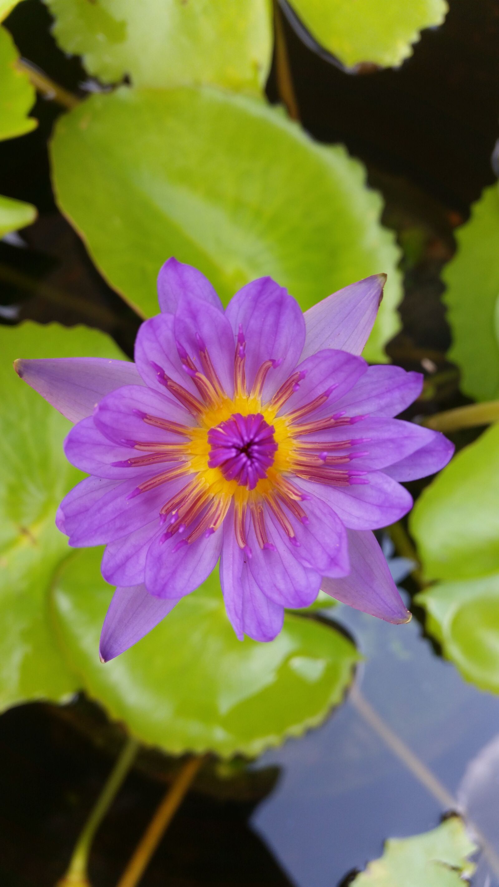 Samsung Galaxy S5 sample photo. Flower, lotus, nature photography