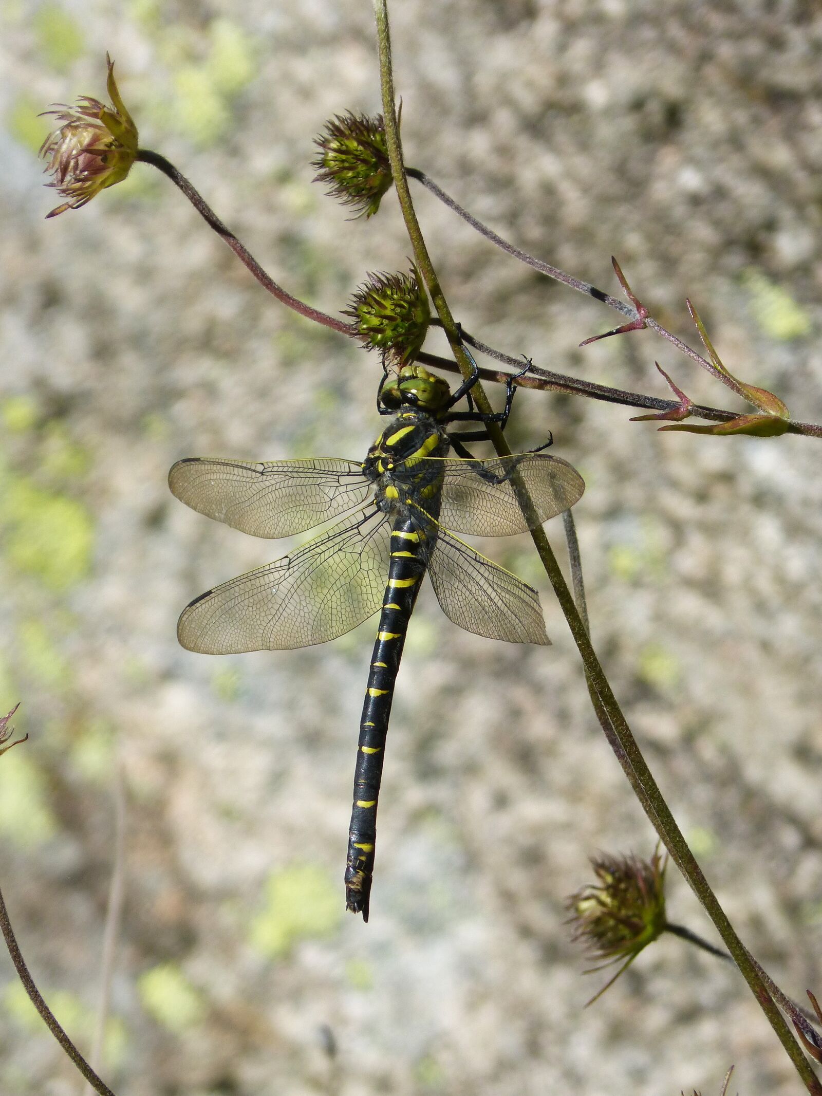Panasonic DMC-FZ62 sample photo. Dragonfly, dragonfly tiger, cordulegaster photography