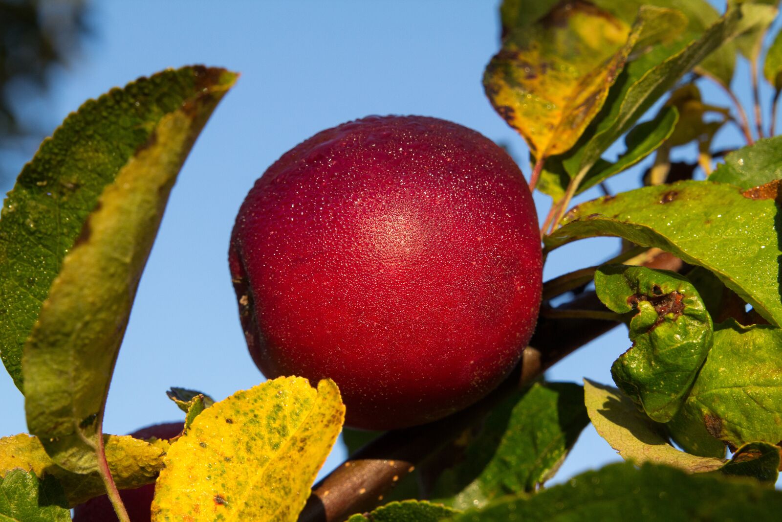 Canon EOS 60D sample photo. Fruit, nature, leaf photography