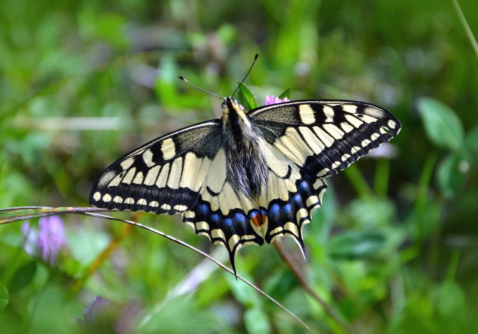 Nikon D5100 sample photo. Butterfly, plant, color, colorful photography