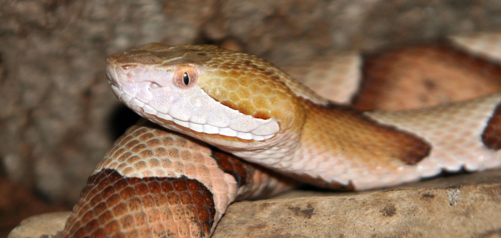 Canon EOS 350D (EOS Digital Rebel XT / EOS Kiss Digital N) sample photo. Snake, reptile, wildlife photography