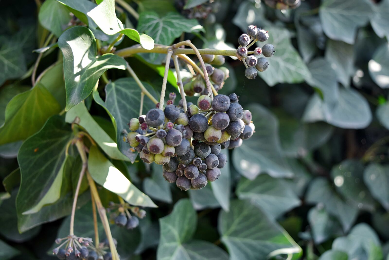Nikon D5500 sample photo. Ivy, nature, flora, summer photography