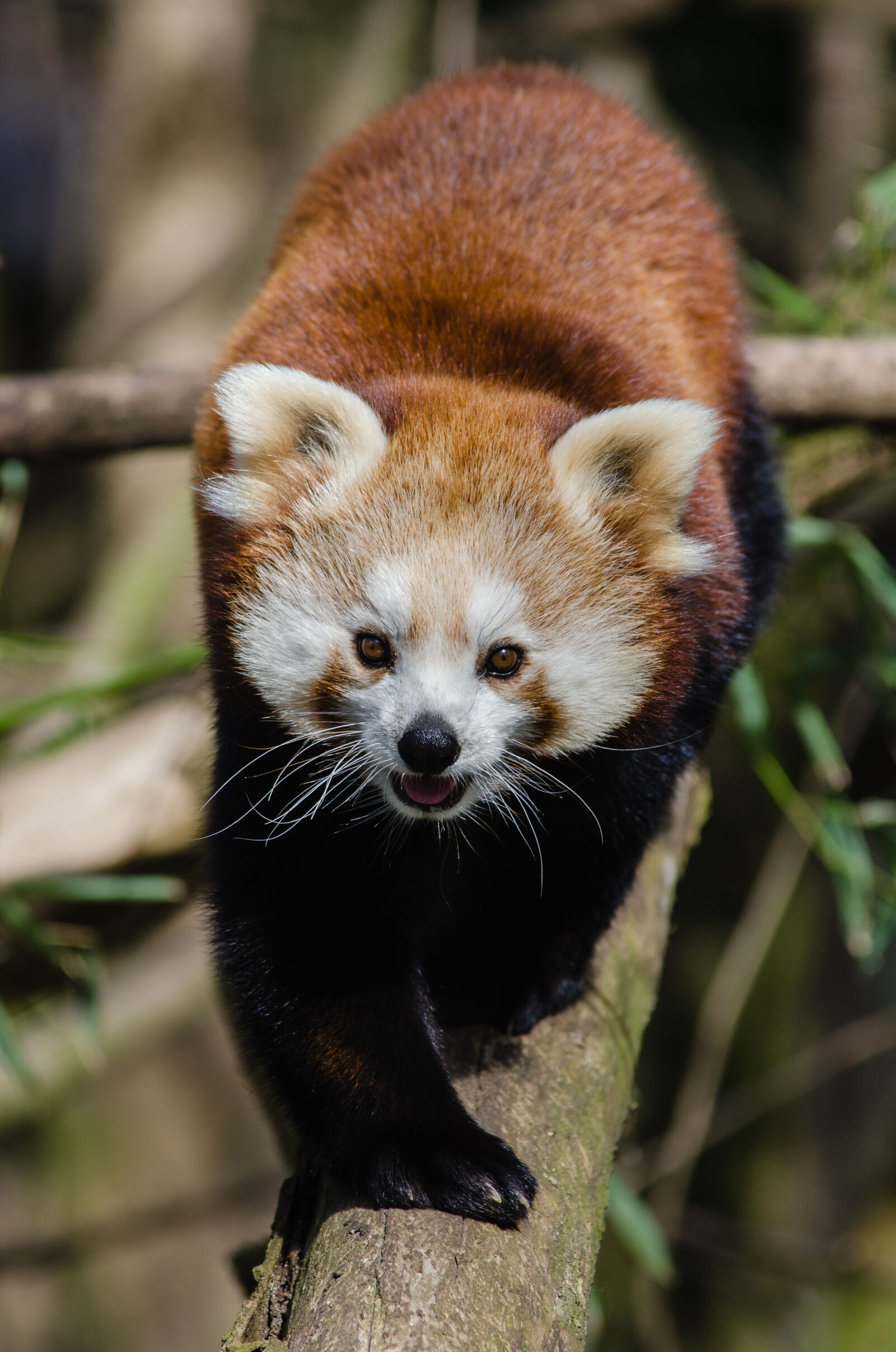 Nikon D7000 + Sigma APO Tele Macro 300mm F4 sample photo