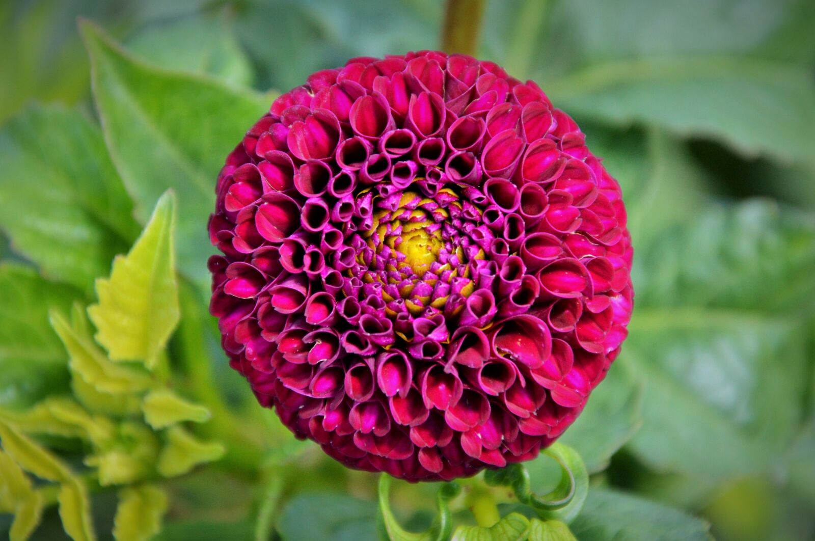 Nikon D3200 sample photo. Dahlia, dahlia flower, flower photography