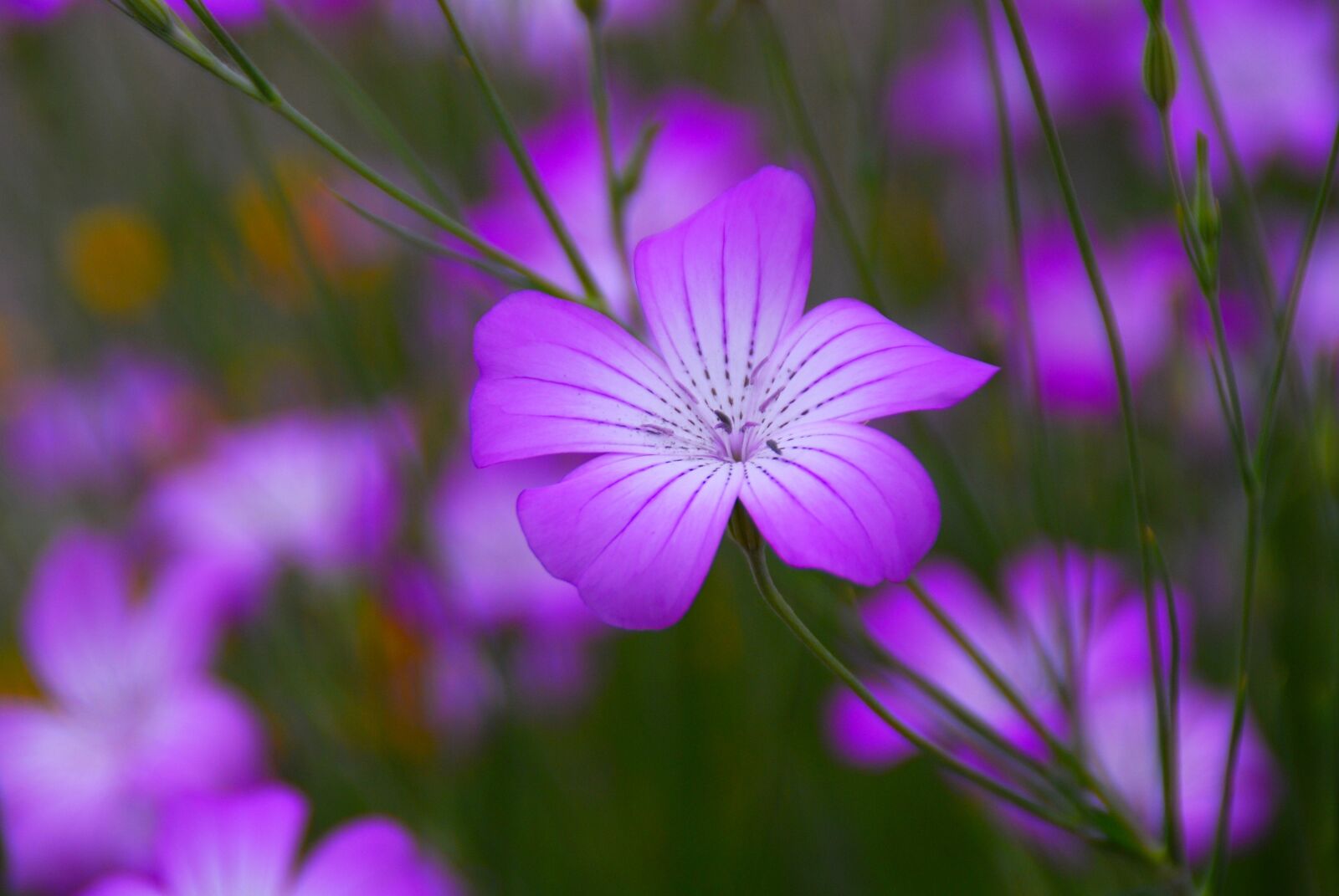 Nikon D40X sample photo. Flower, violet, purple photography