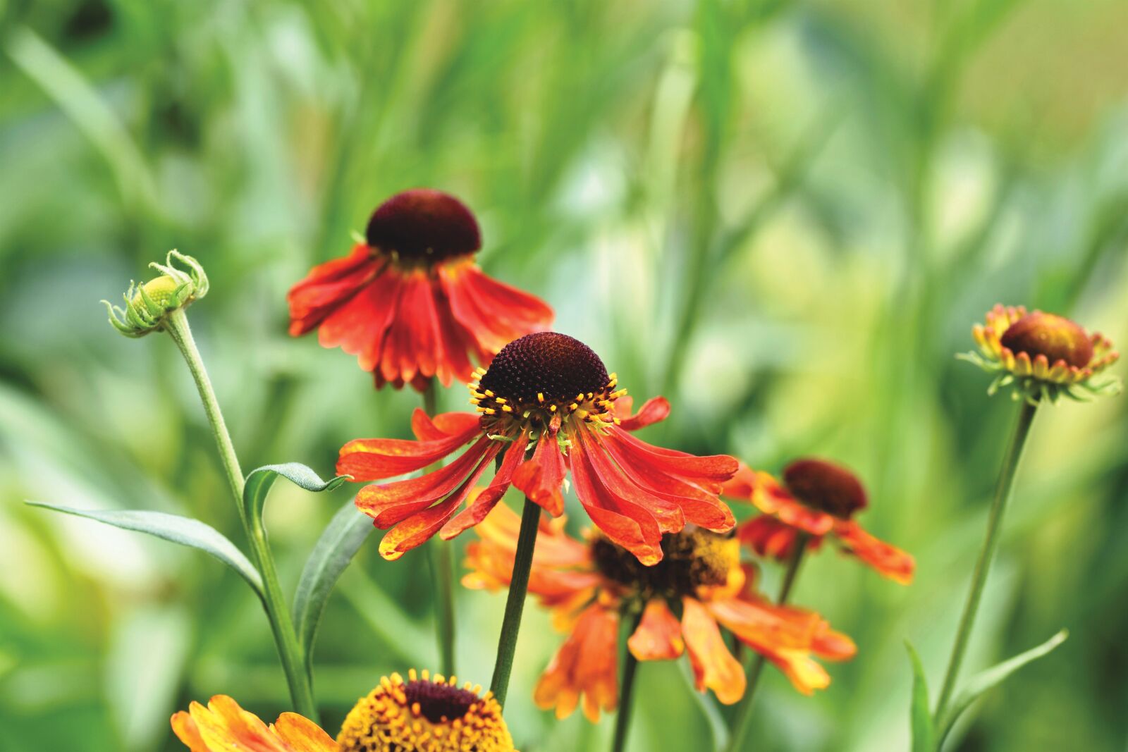 Nikon D7200 sample photo. Coneflower, blossom, bloom photography