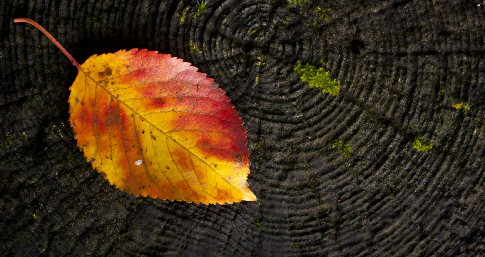Nikon D90 sample photo. Autumn, green, black photography