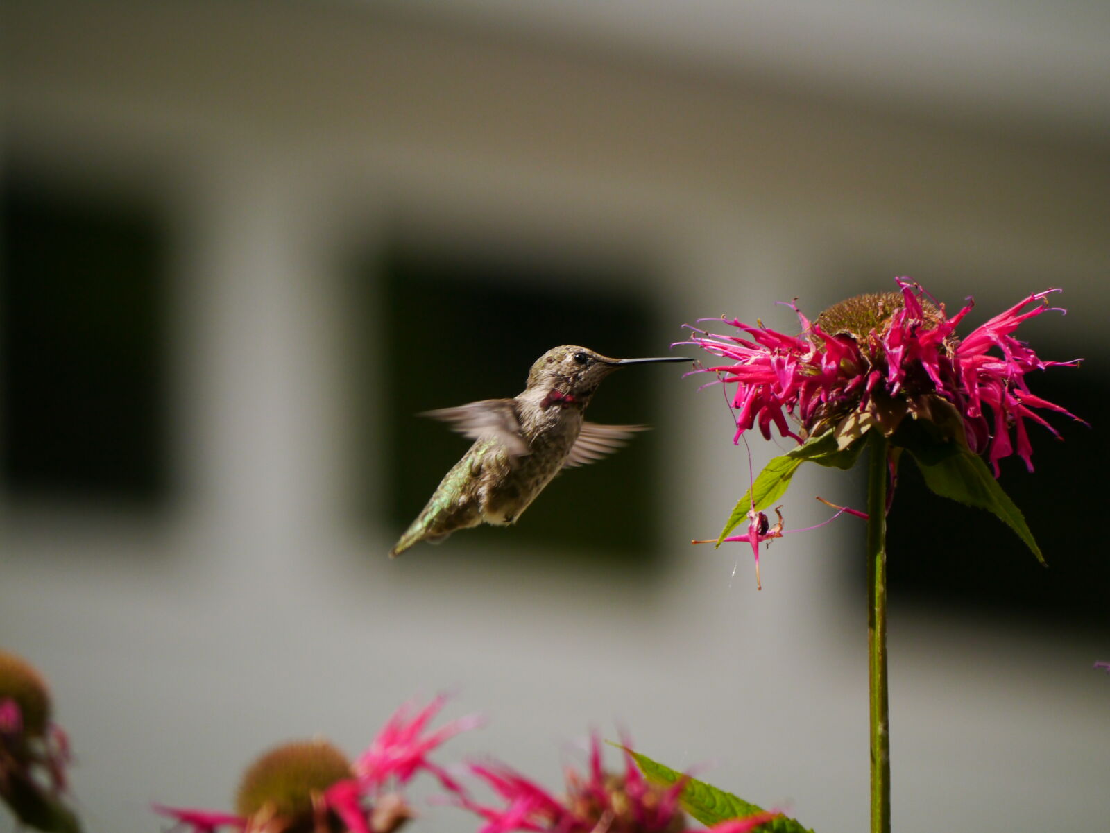 Panasonic Lumix G Vario 100-300mm F4-5.6 OIS sample photo