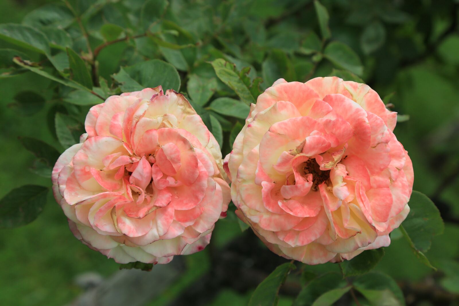 Canon EF 24-105mm F4L IS USM sample photo. Rose, spring, nature photography
