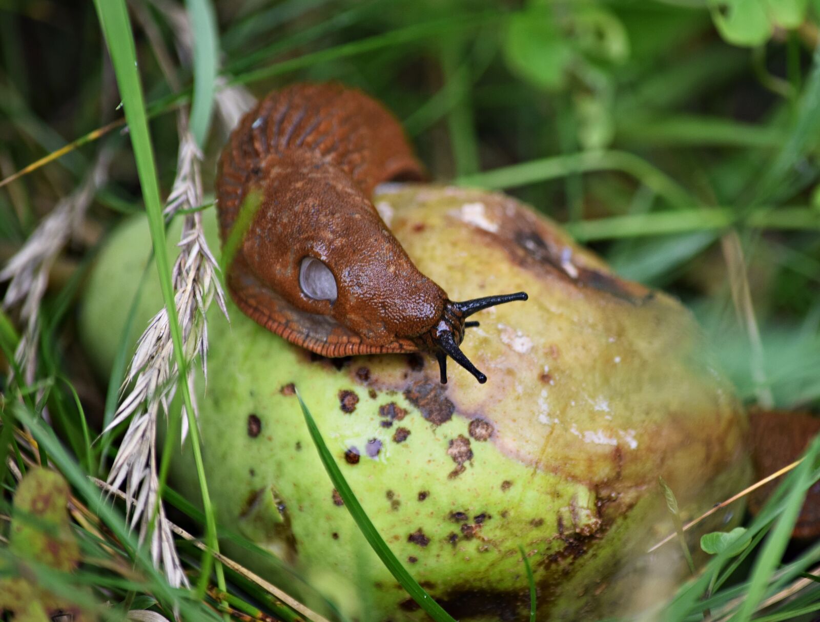 Nikon D5300 sample photo. Snail, shell, the creation photography
