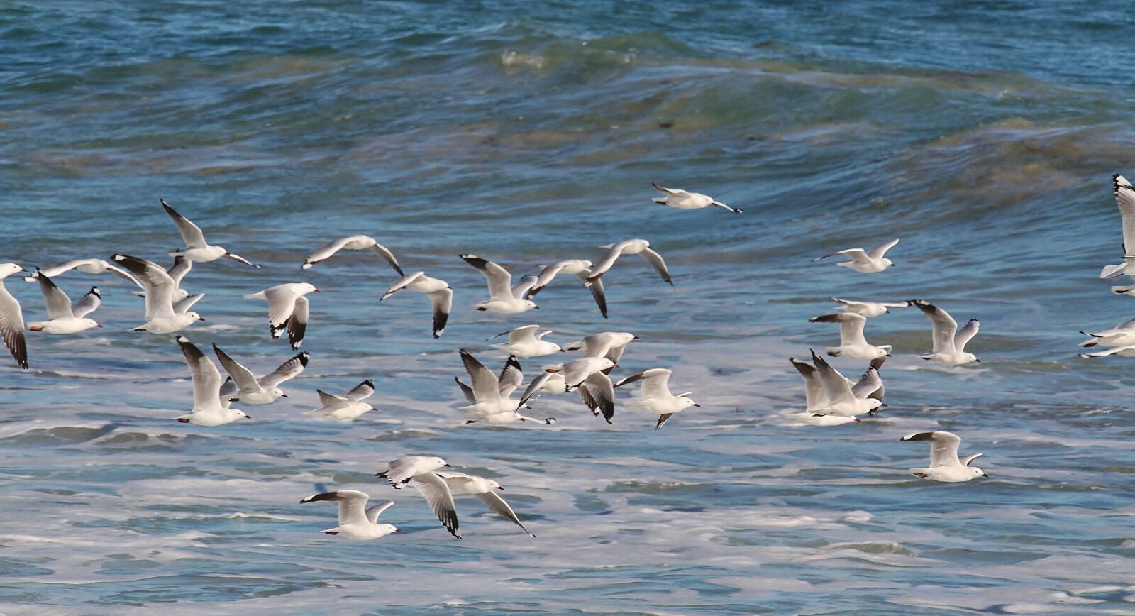 Canon EOS 7D sample photo. Gulls, birds in flight photography