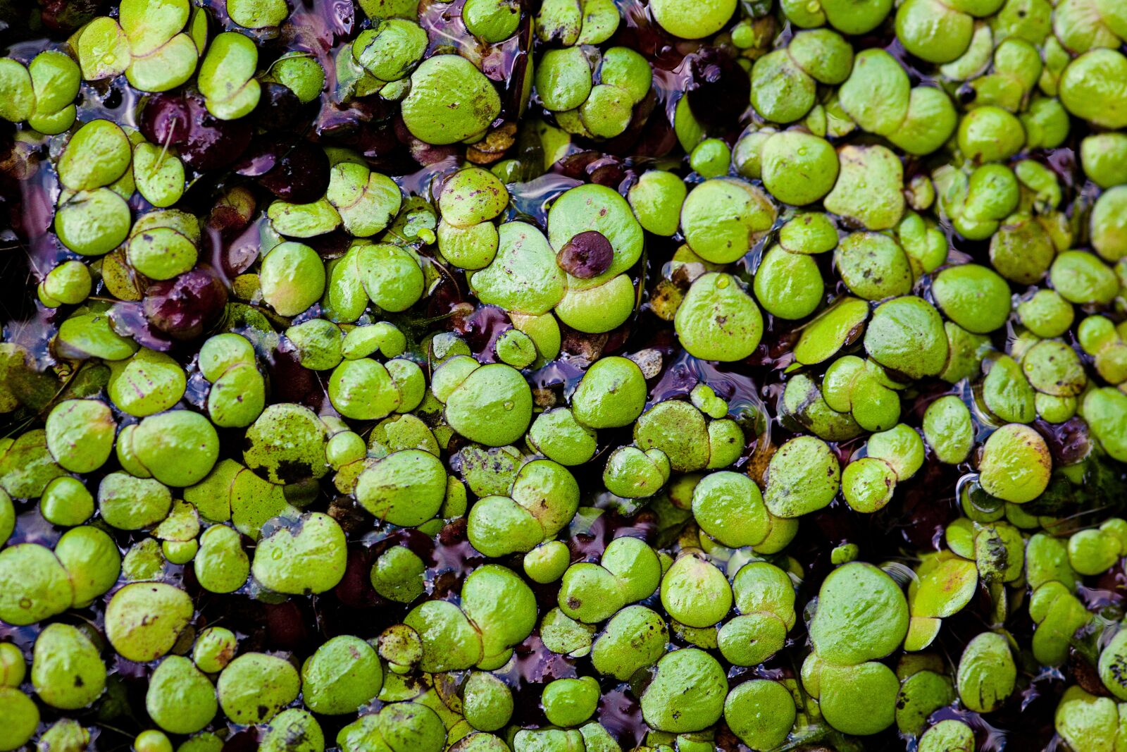 Canon EOS 5D Mark II sample photo. Duckweed, pond, pools photography