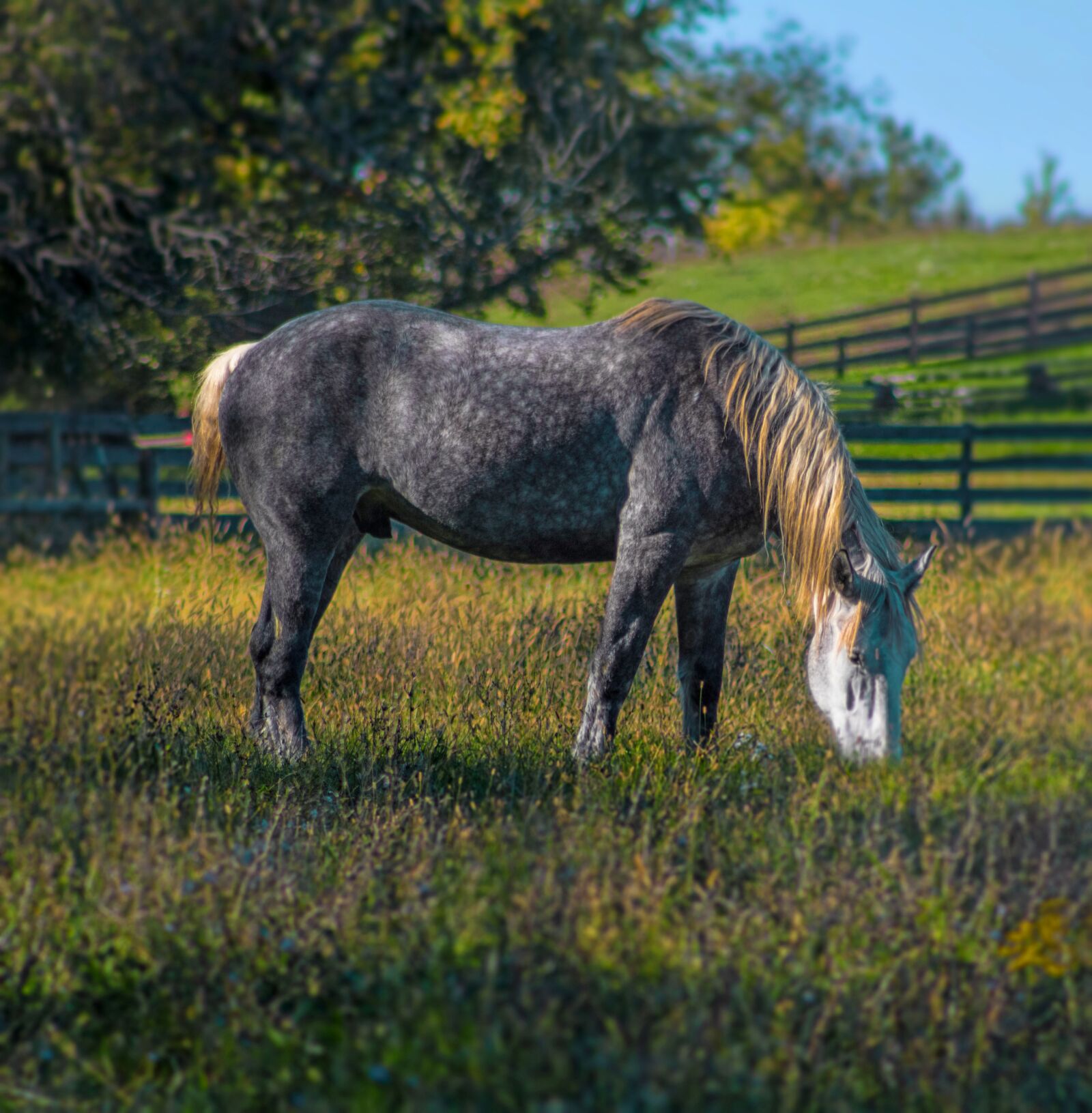 Canon EOS 750D (EOS Rebel T6i / EOS Kiss X8i) + Canon EF 75-300mm f/4-5.6 sample photo. Horse, spotted, mane photography