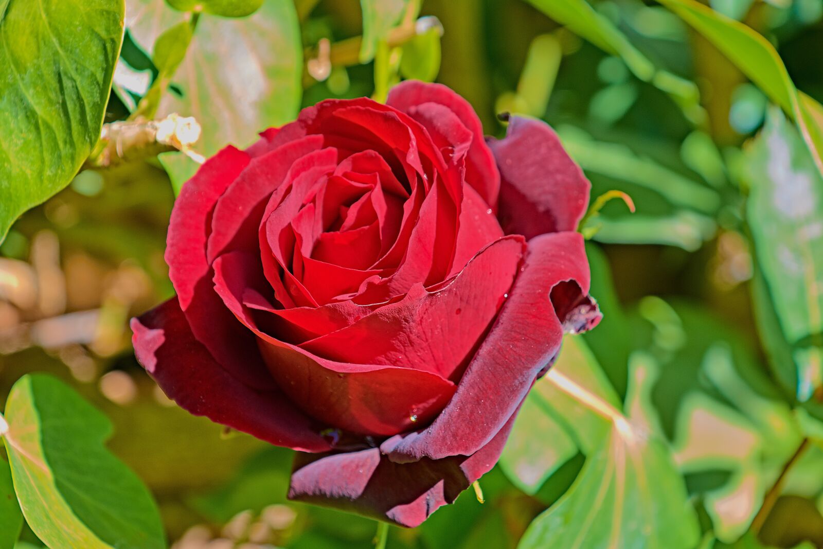 Nikon D7200 sample photo. Rosa, garden, flower photography