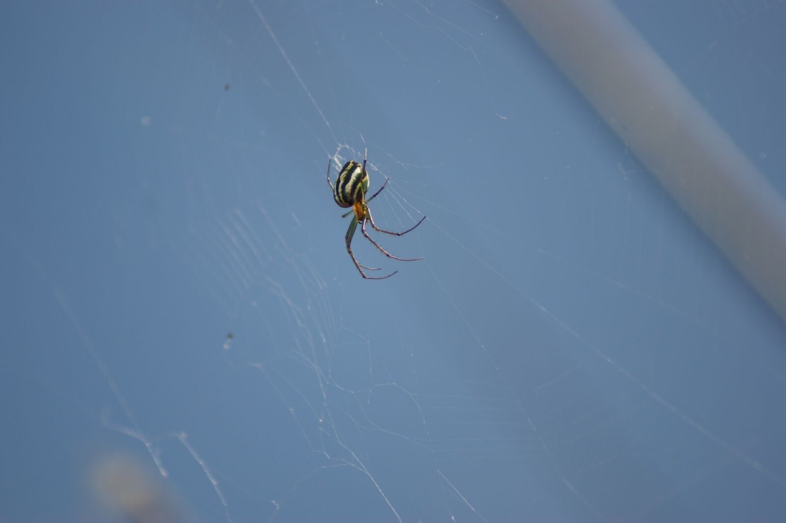 Sony Alpha DSLR-A390 sample photo. Insects, nature, the photography