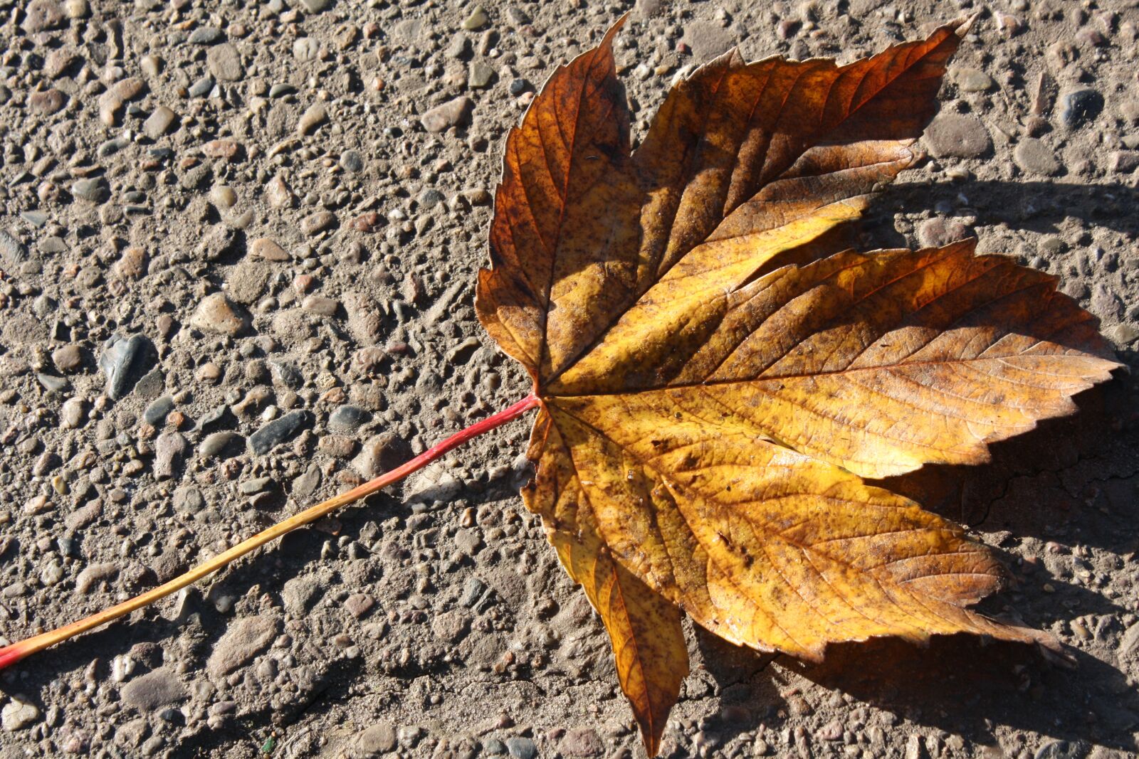 Canon EOS 1000D (EOS Digital Rebel XS / EOS Kiss F) sample photo. Maple, leaf, autumn photography