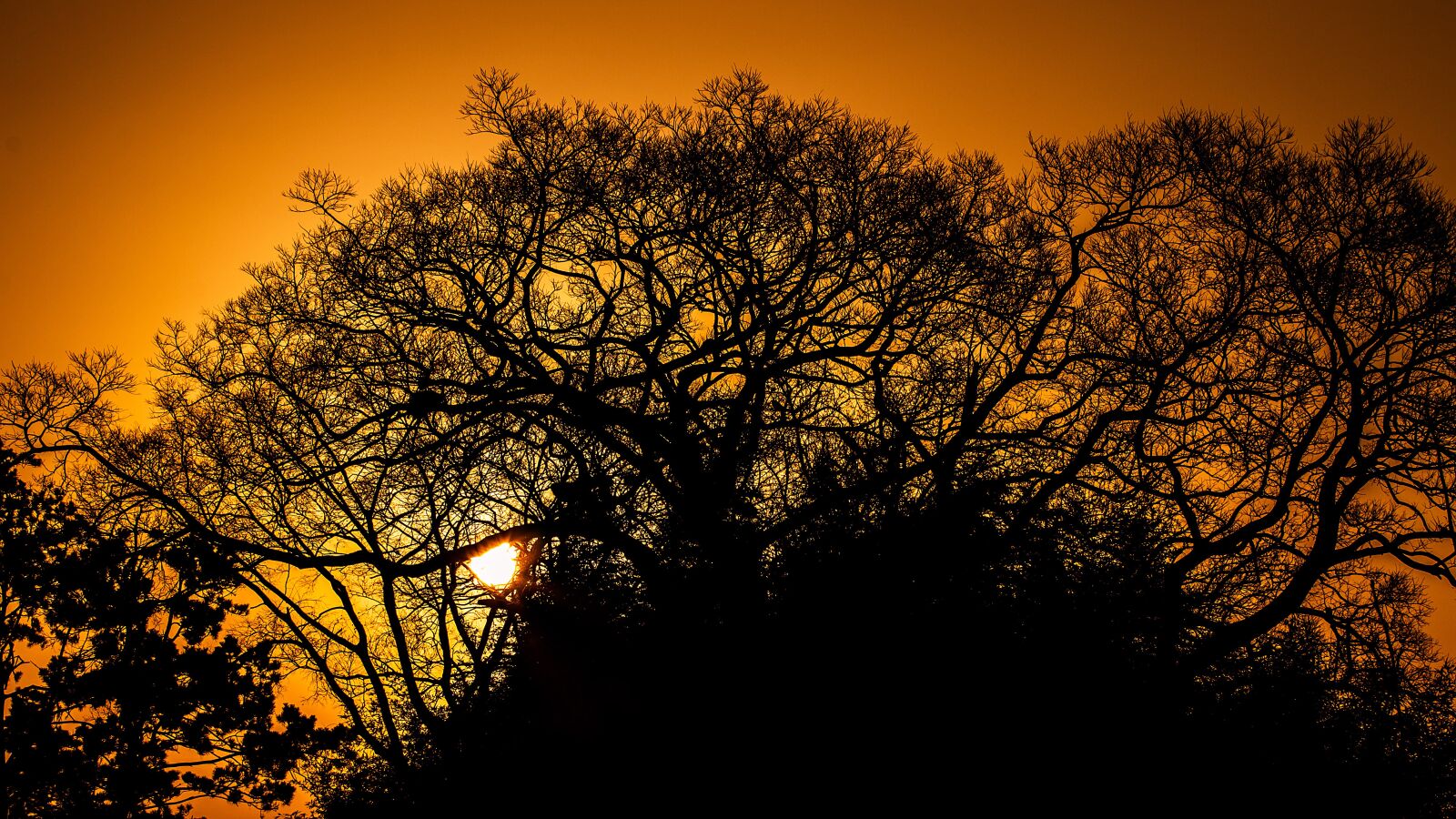 Canon EOS 70D + Canon EF 70-200mm F4L USM sample photo. Tree, fall, dawn photography