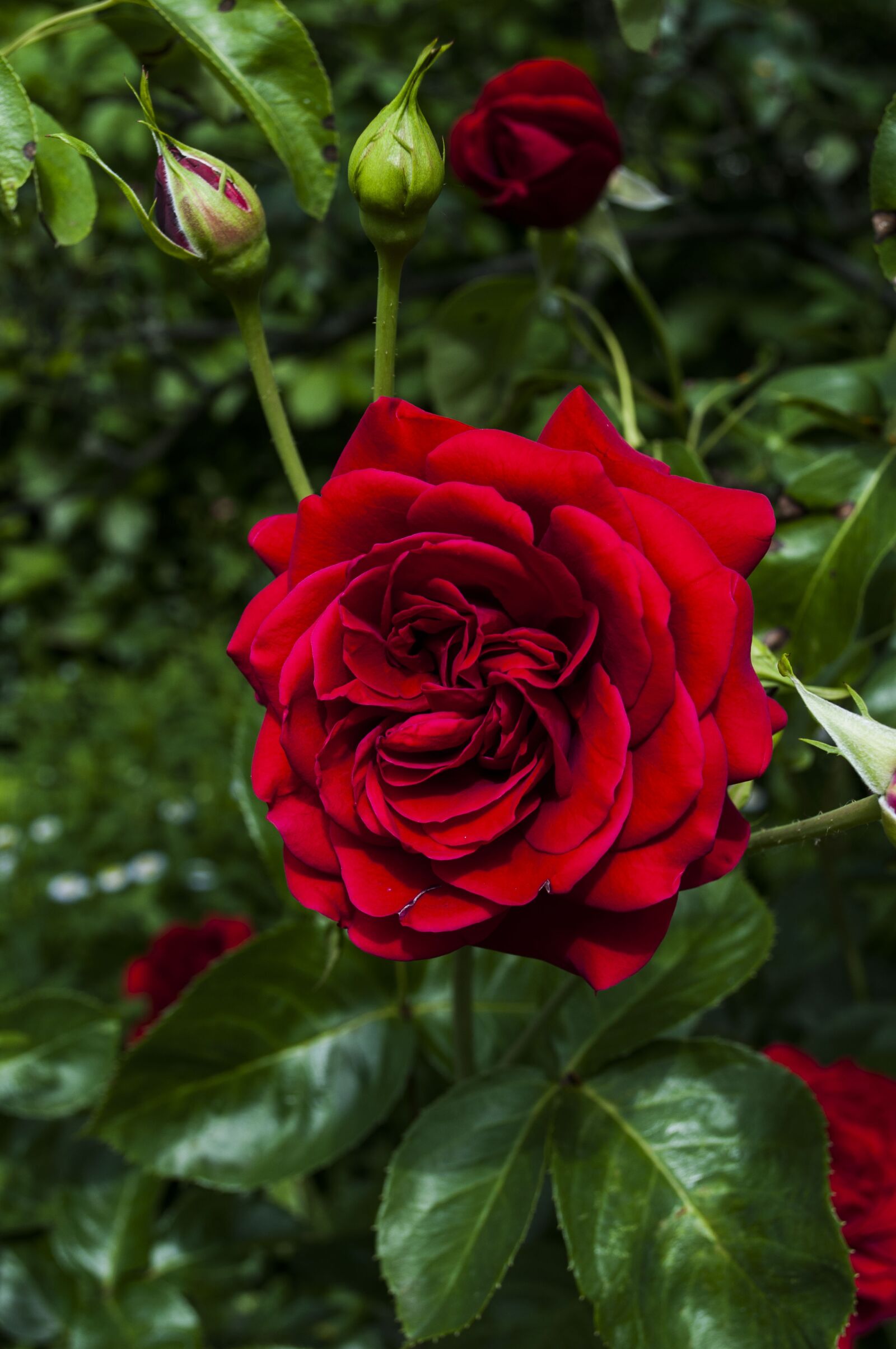 Nikon D5000 sample photo. Rose, red, garden photography