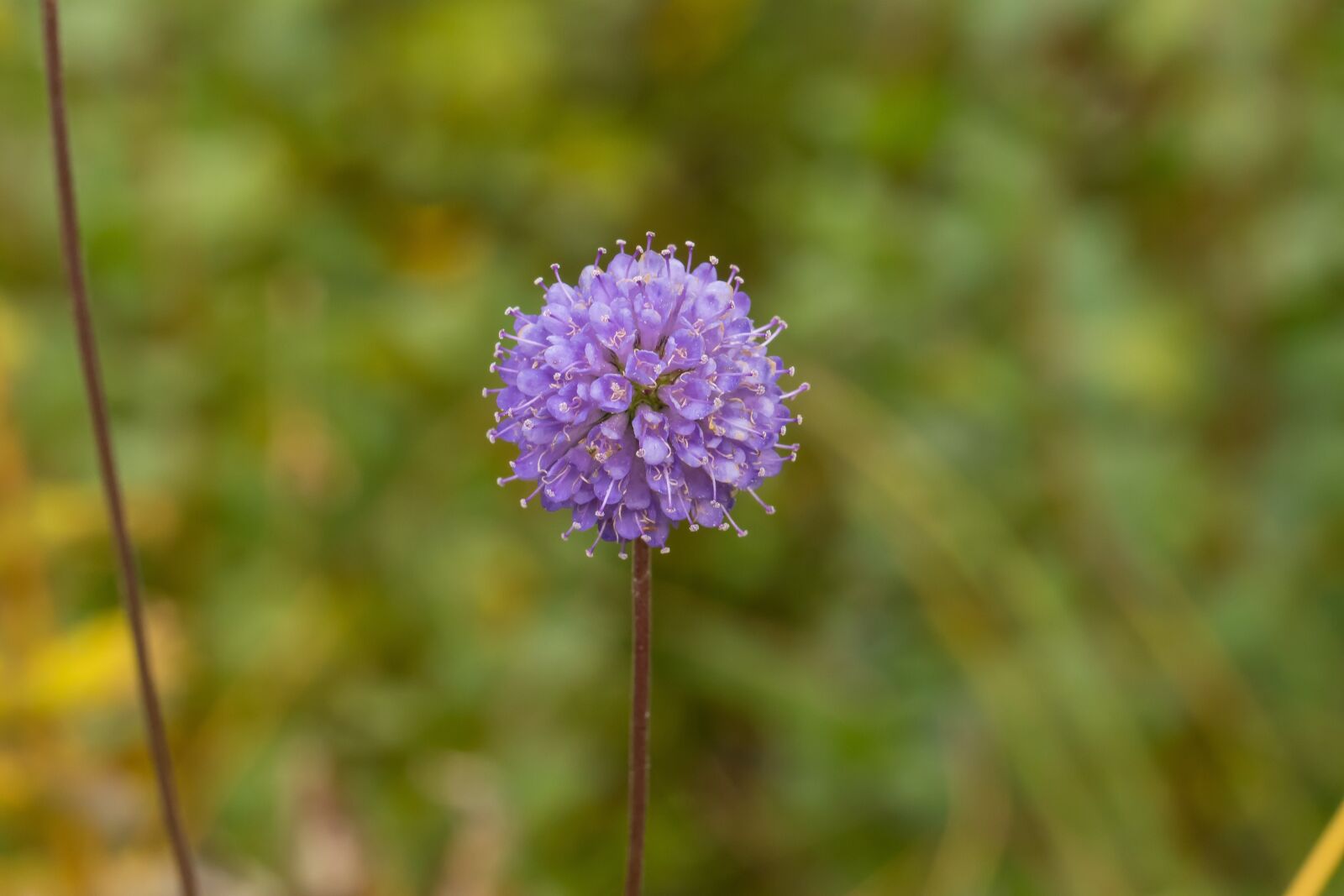 Canon EOS 7D Mark II sample photo. Moor bit off, swamp photography