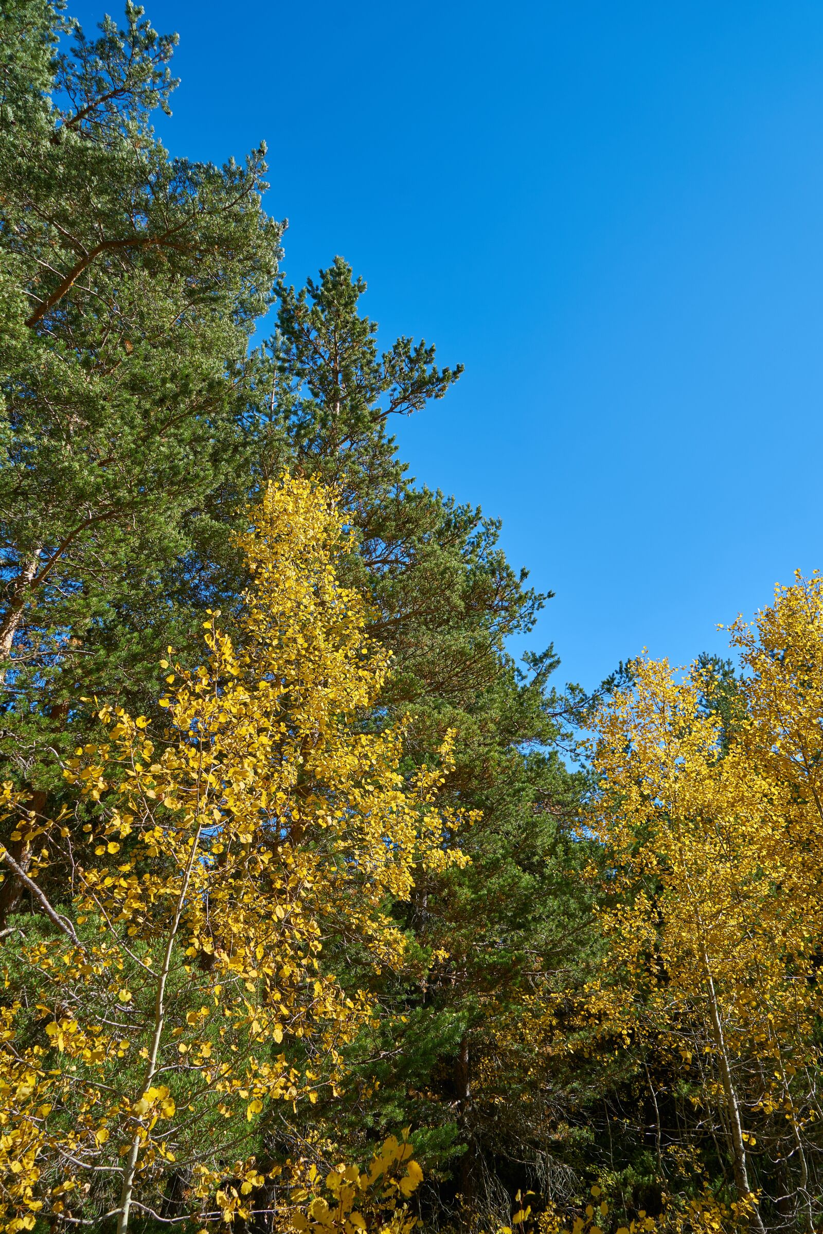 Sony a7R II sample photo. Tree, leaves, branch photography