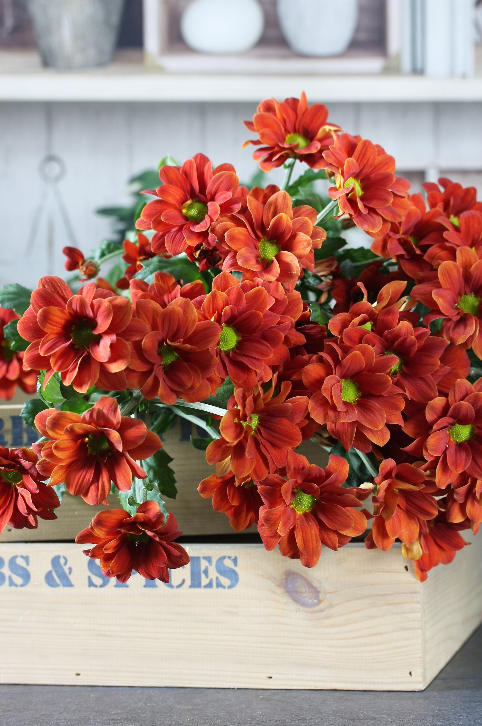 Canon EOS 40D sample photo. Red, chrysanthemums, flowers photography