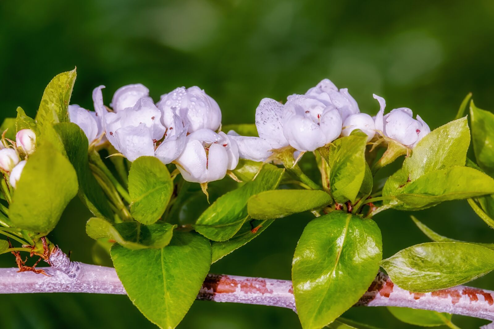 Fujifilm XF 55-200mm F3.5-4.8 R LM OIS sample photo. Pear blossom, spring, tree photography