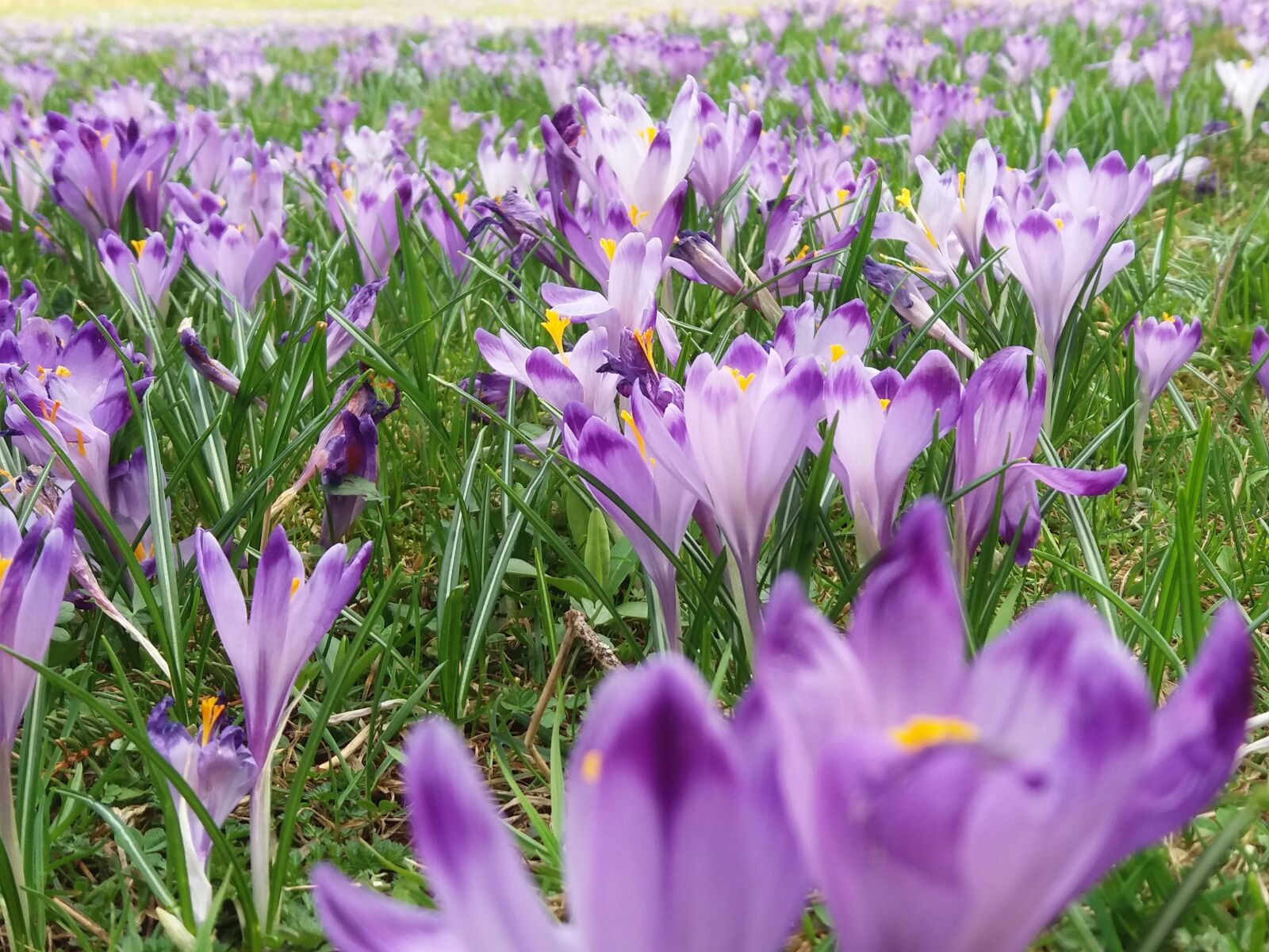 Samsung Galaxy J5 sample photo. Crocus, flower, nature photography