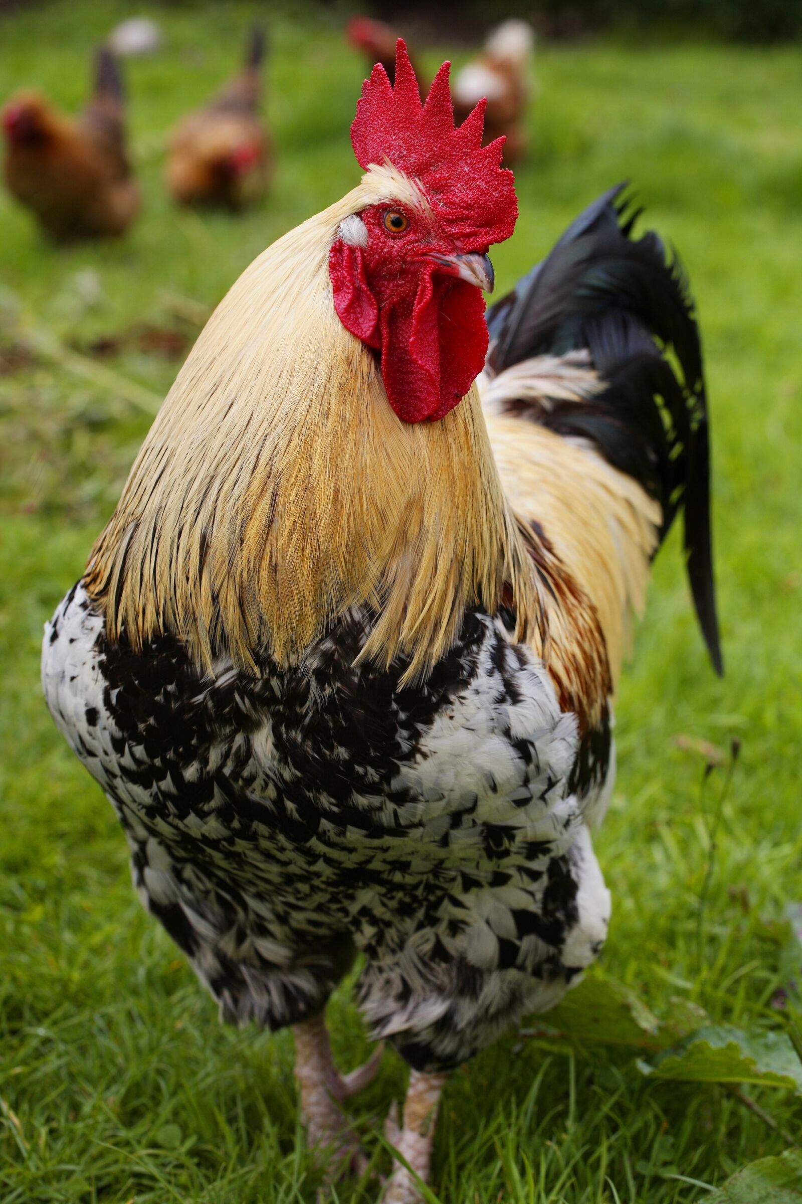 Canon EOS 5D sample photo. Cockerel, foul, bird photography