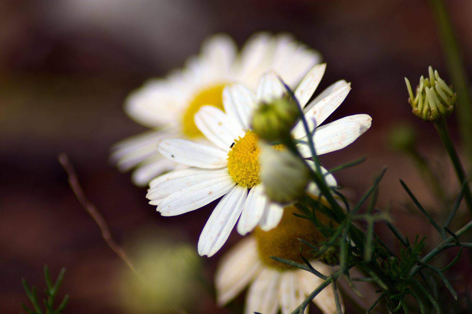 Nikon D7200 sample photo. Chamomile, flowers, buds photography