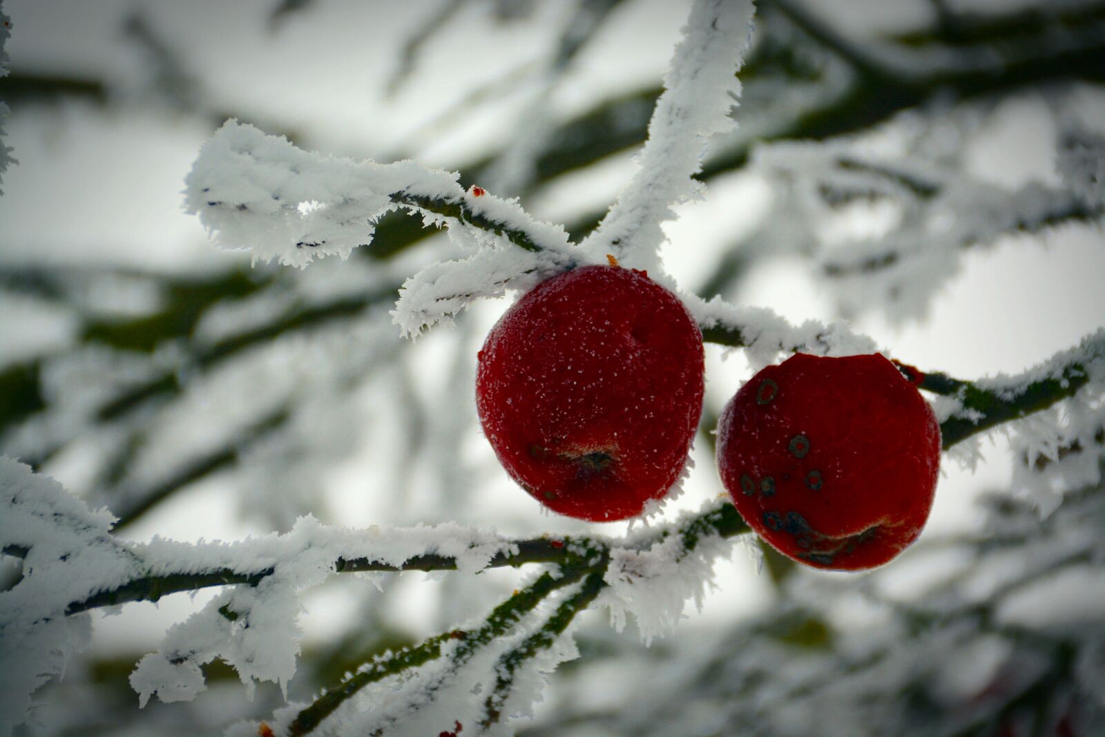 Nikon D5200 sample photo. Winter, apple, cold photography
