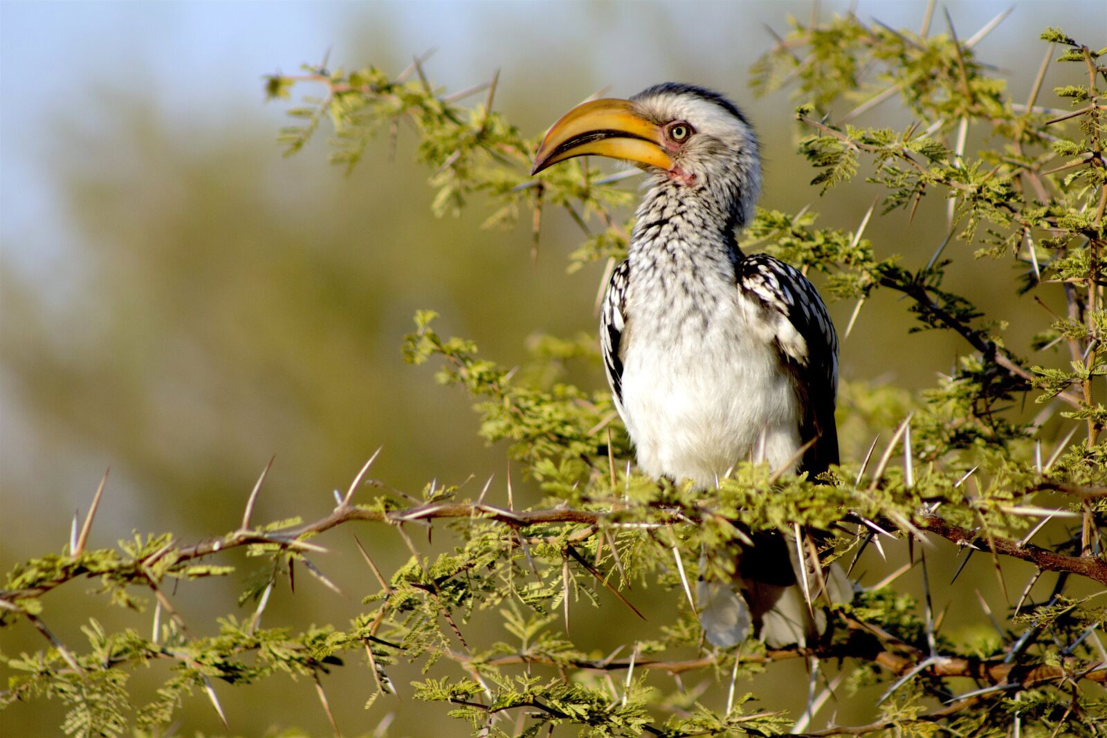Canon EF75-300mm f/4-5.6 sample photo. Bird, nature, south africa photography