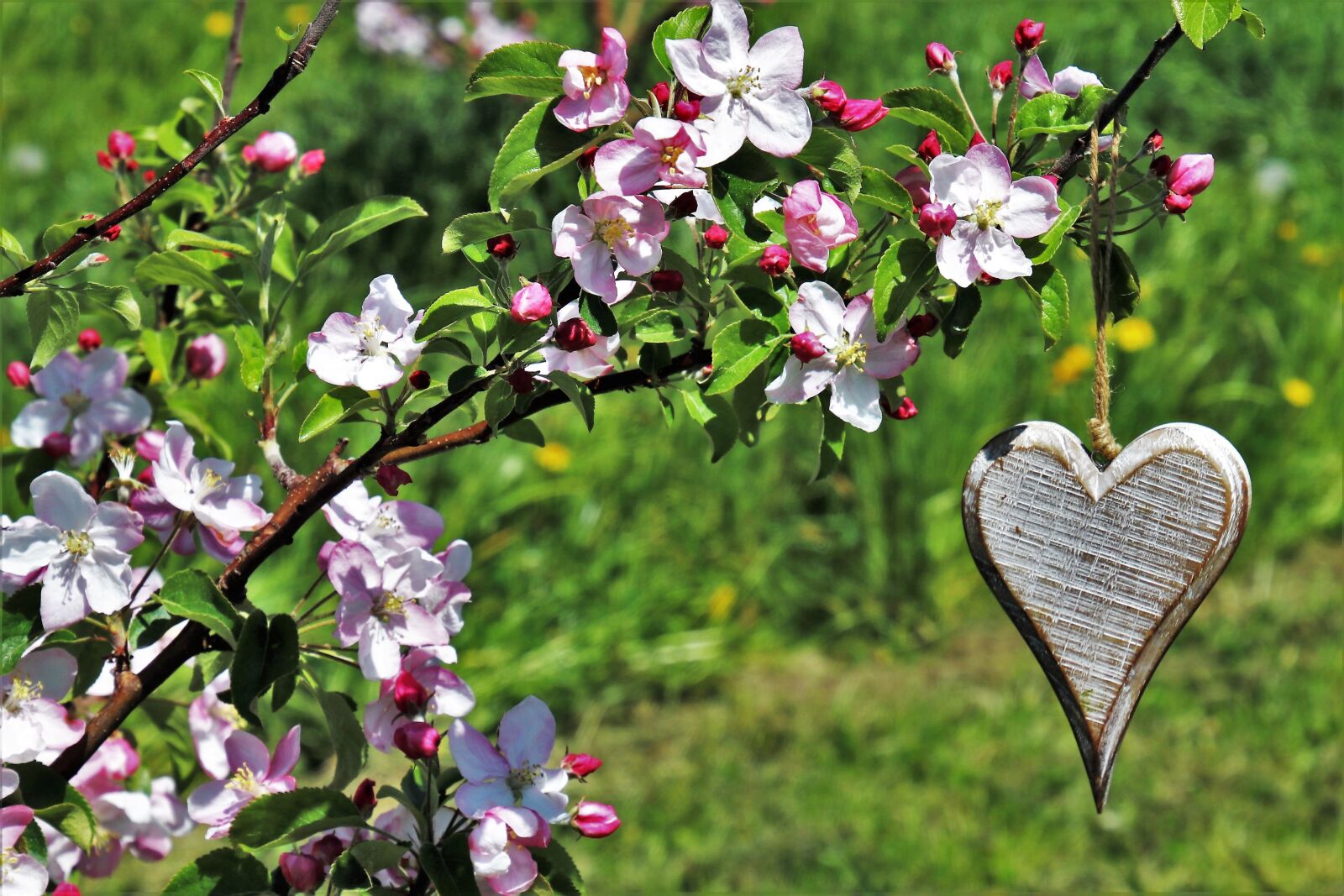 Canon EOS 80D sample photo. Sad, heart, spring photography