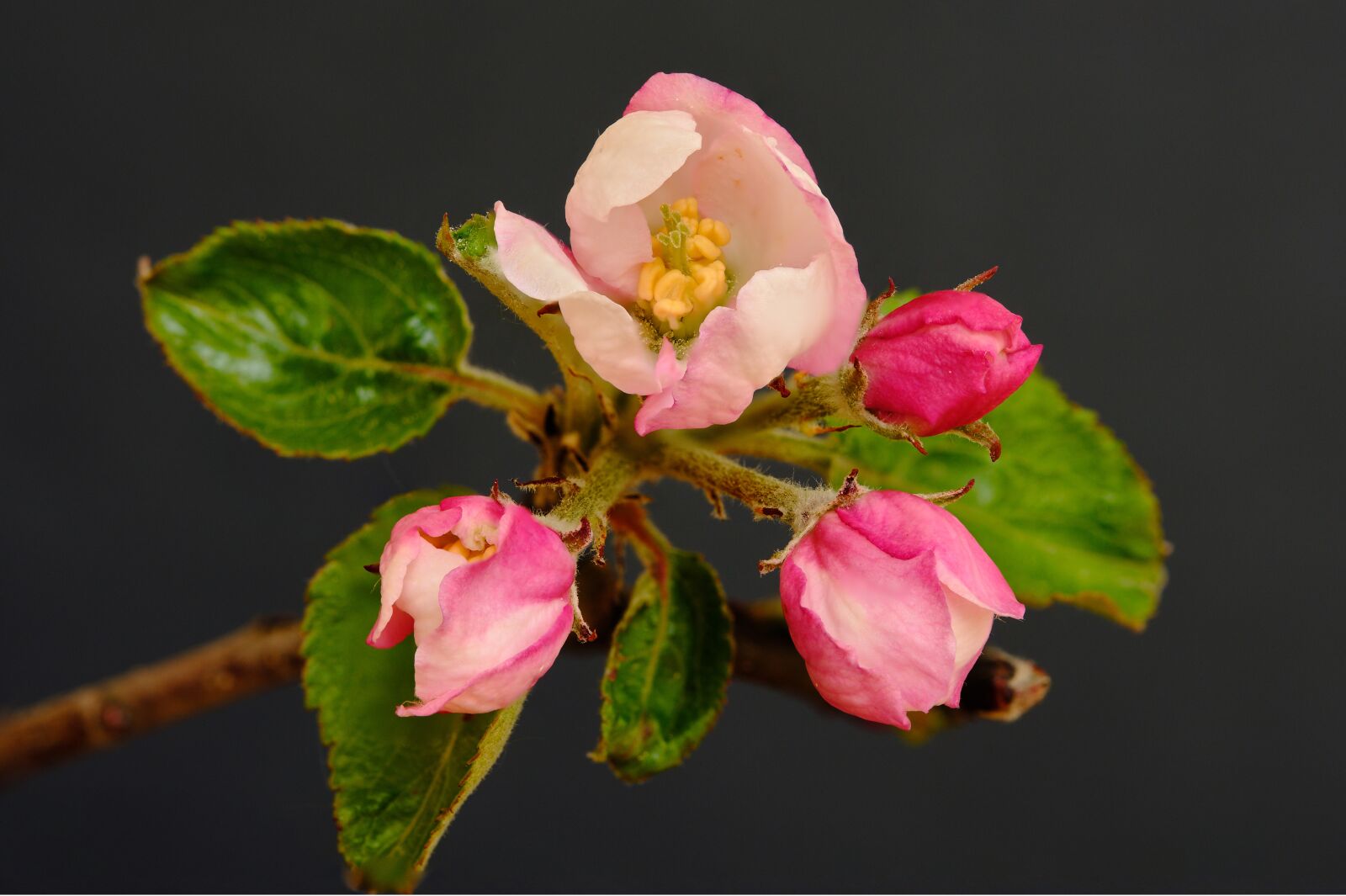 Fujifilm X-H1 sample photo. Apple, blossom, spring photography