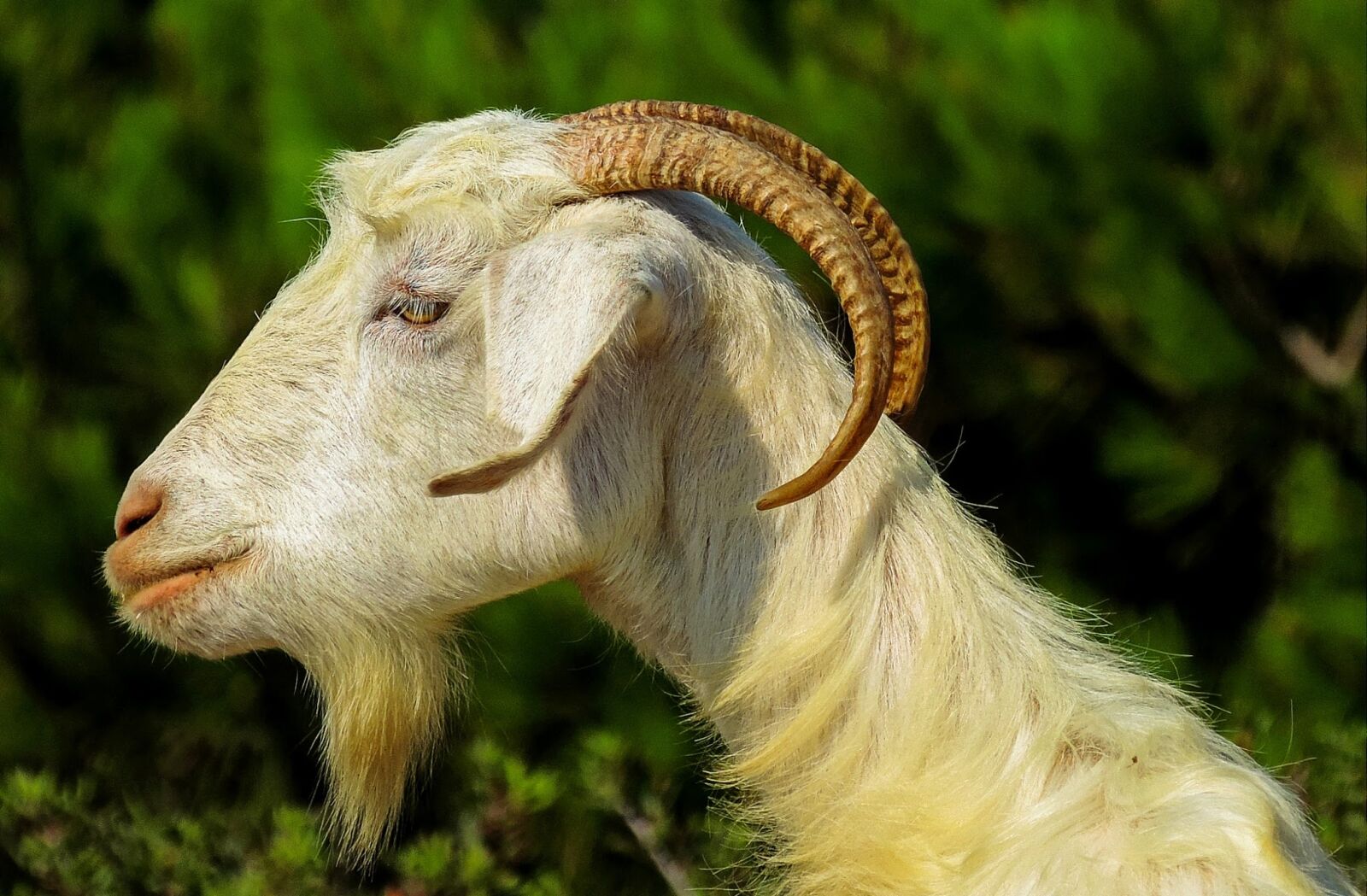Nikon Coolpix P520 sample photo. Capra, goats, fauna photography
