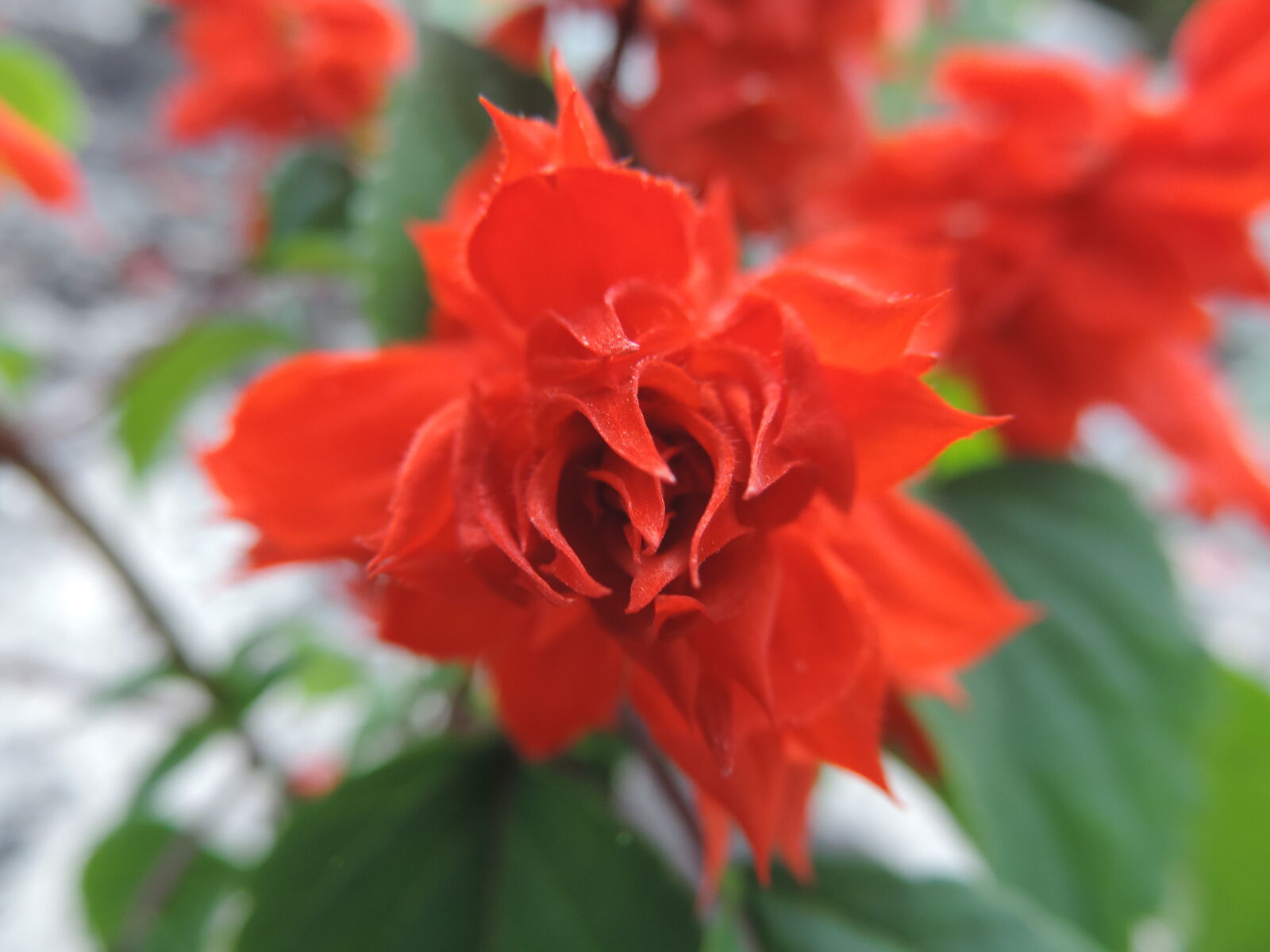 Nikon Coolpix P520 sample photo