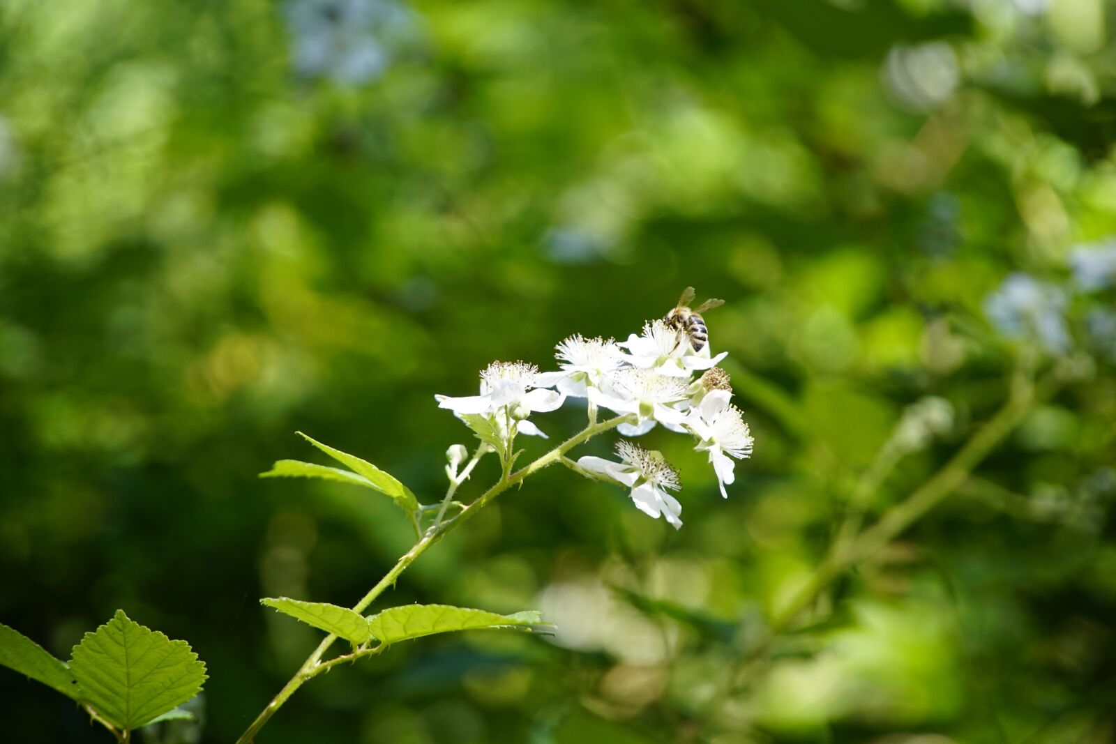Sony E PZ 18-105mm F4 G OSS sample photo. Blackberry, flowers, forest photography