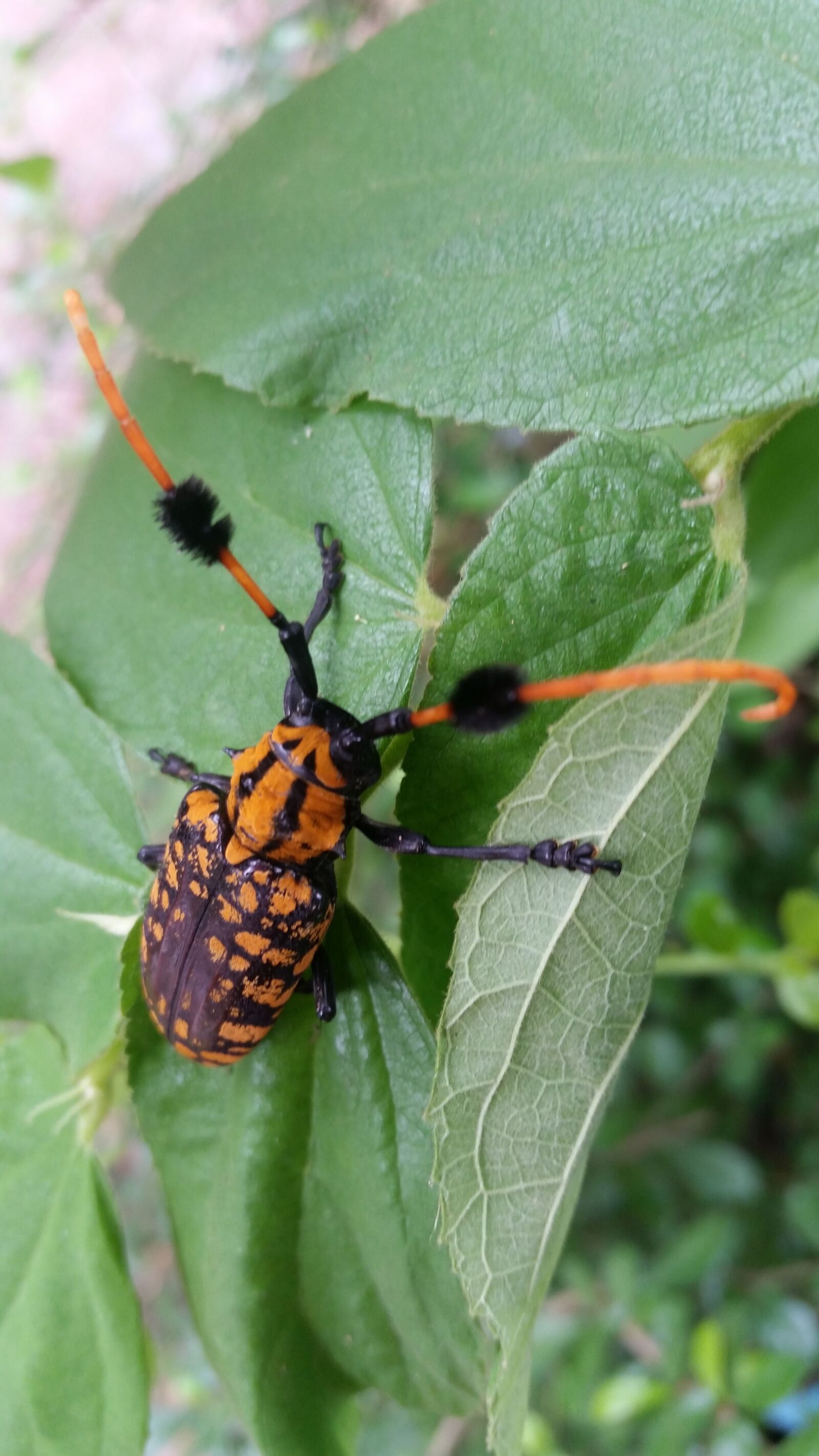 Samsung Galaxy S5 sample photo. Insects, insect, animals photography