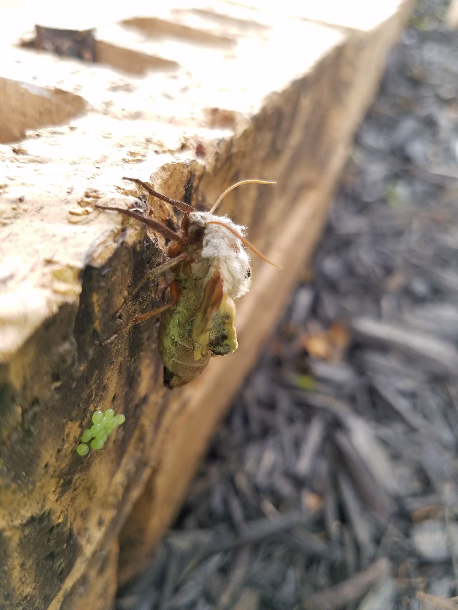 Samsung Galaxy S7 sample photo