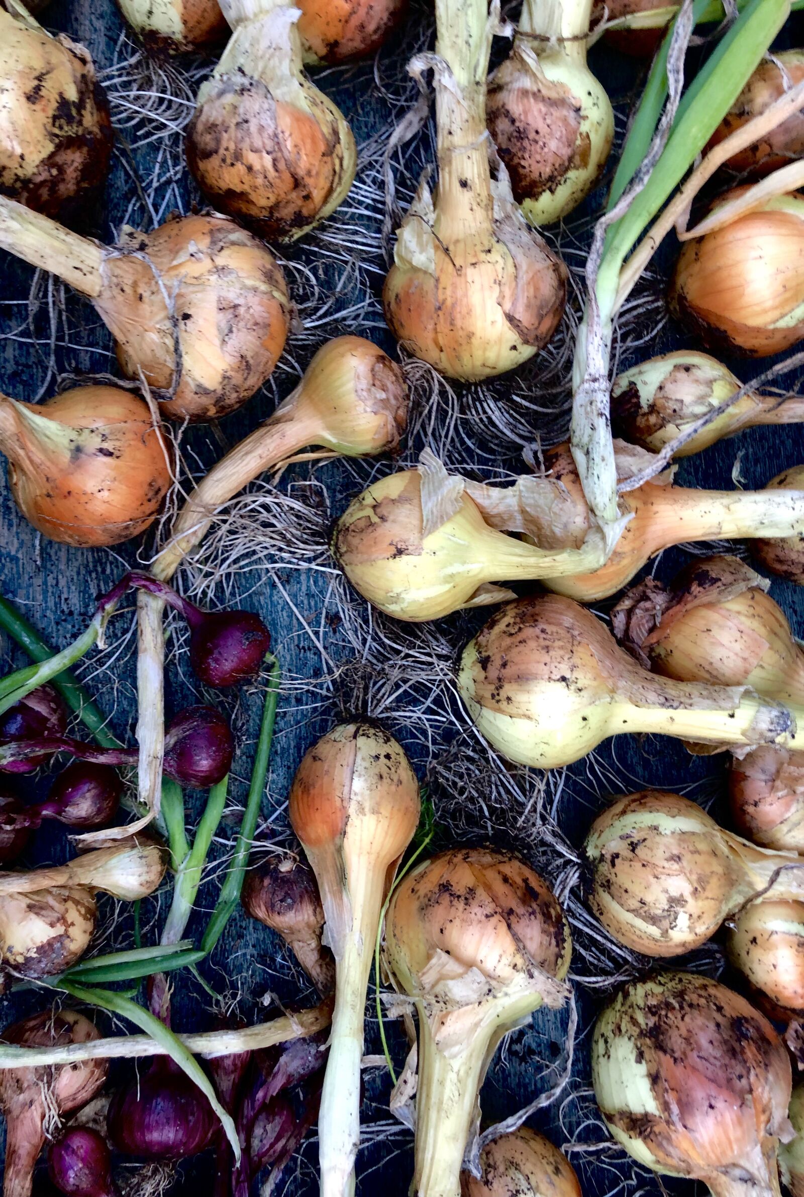 Apple iPhone X sample photo. Onions, produce, onion photography